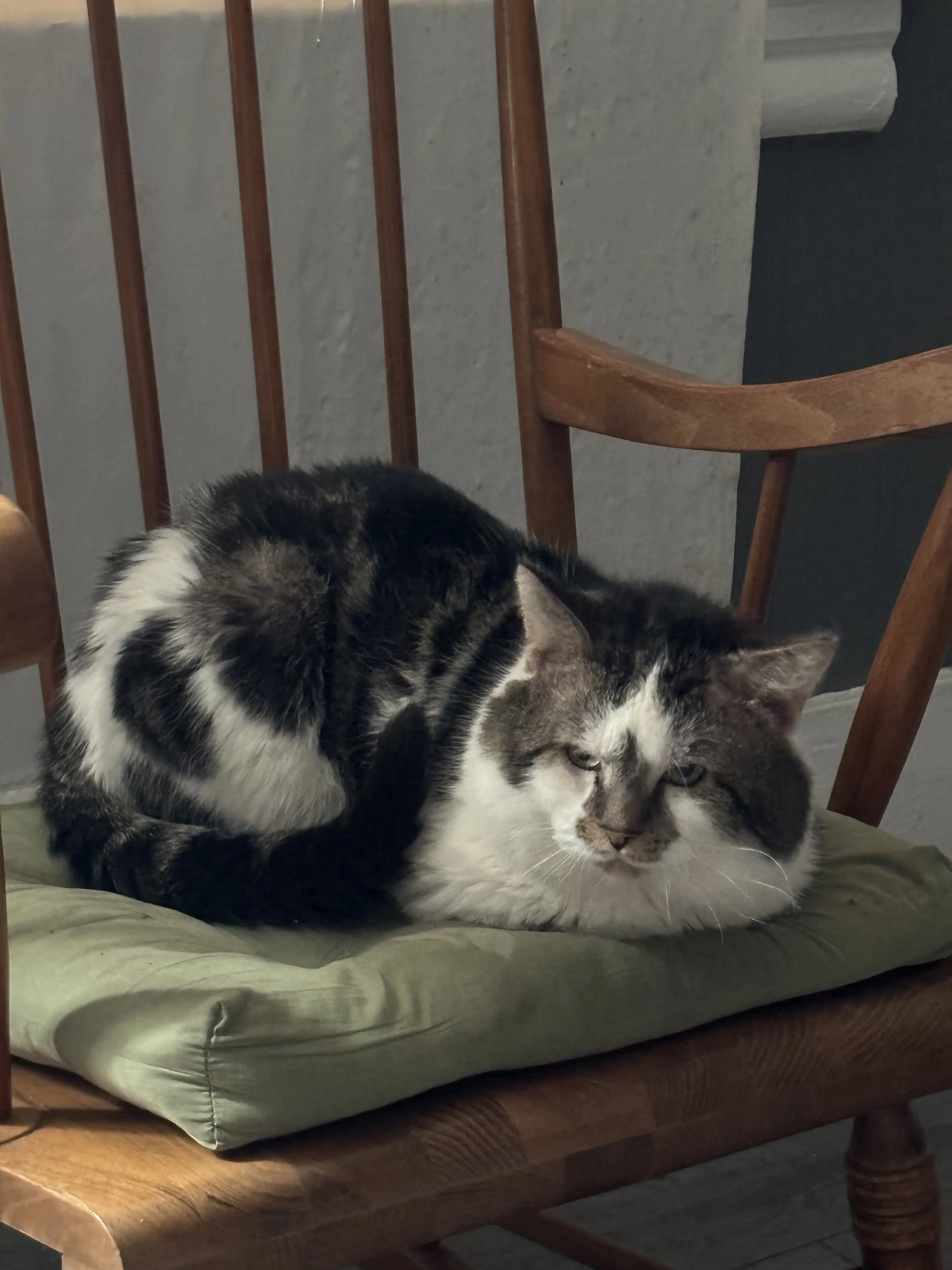 Lost pet-1