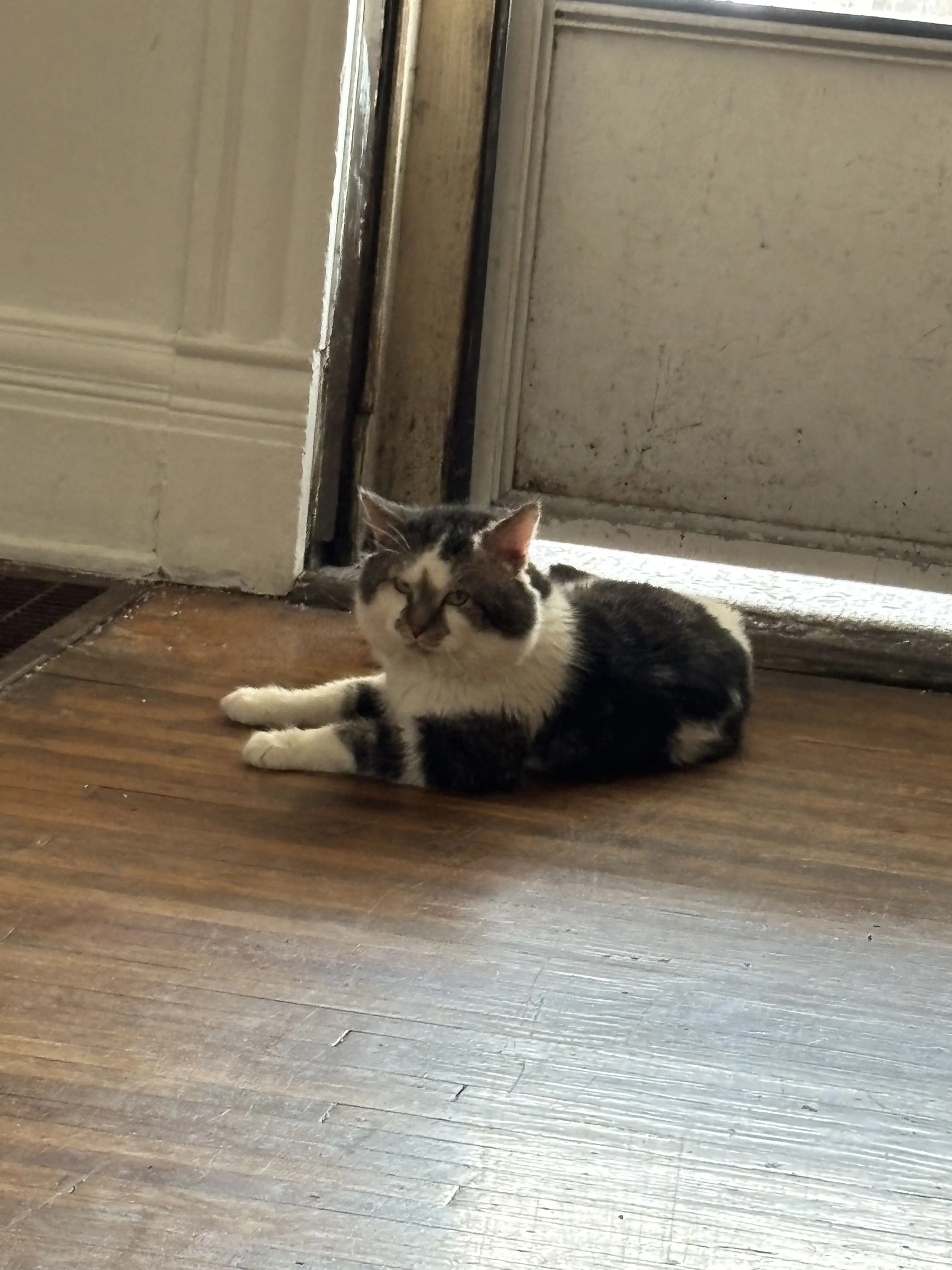 Lost pet-0
