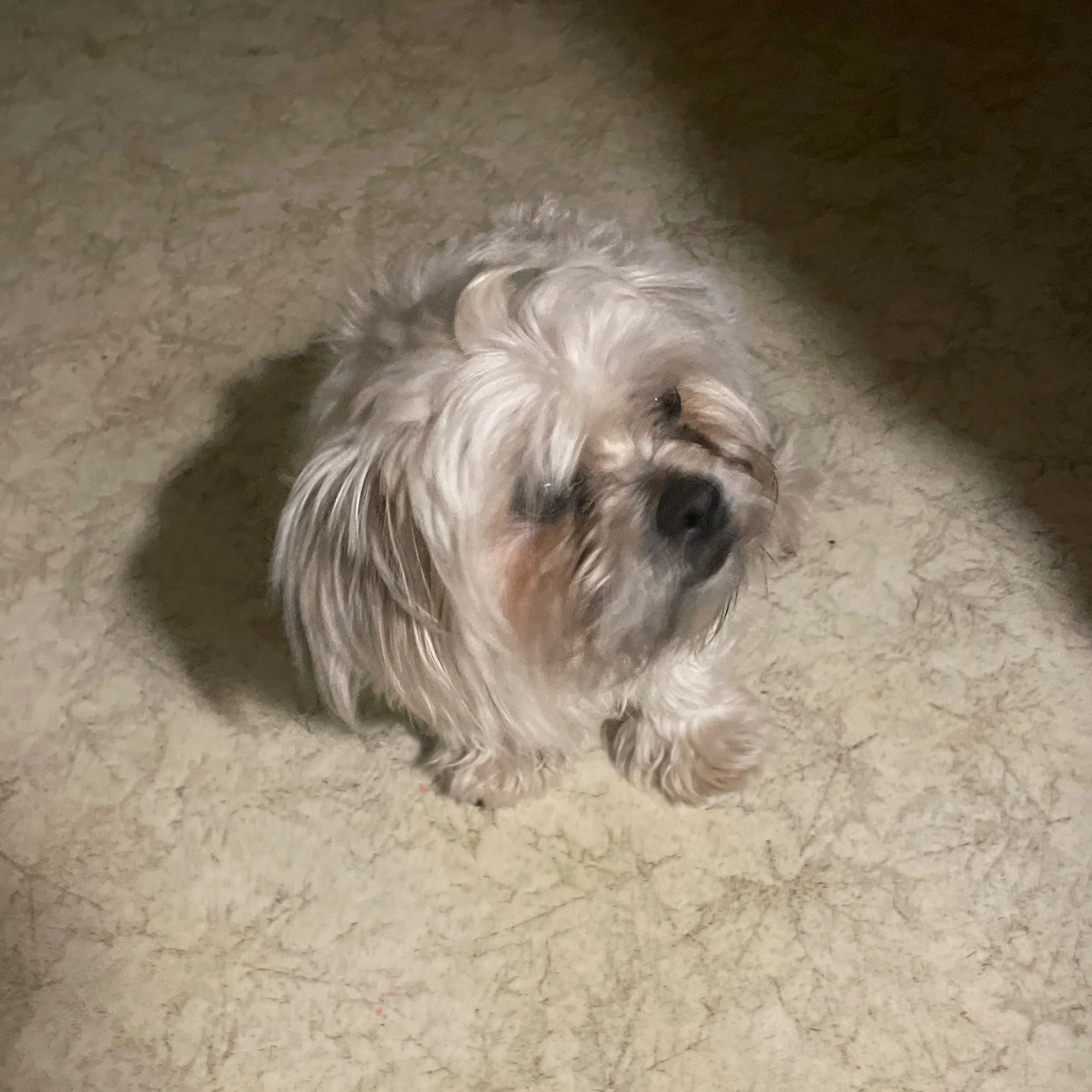 Lost pet-1