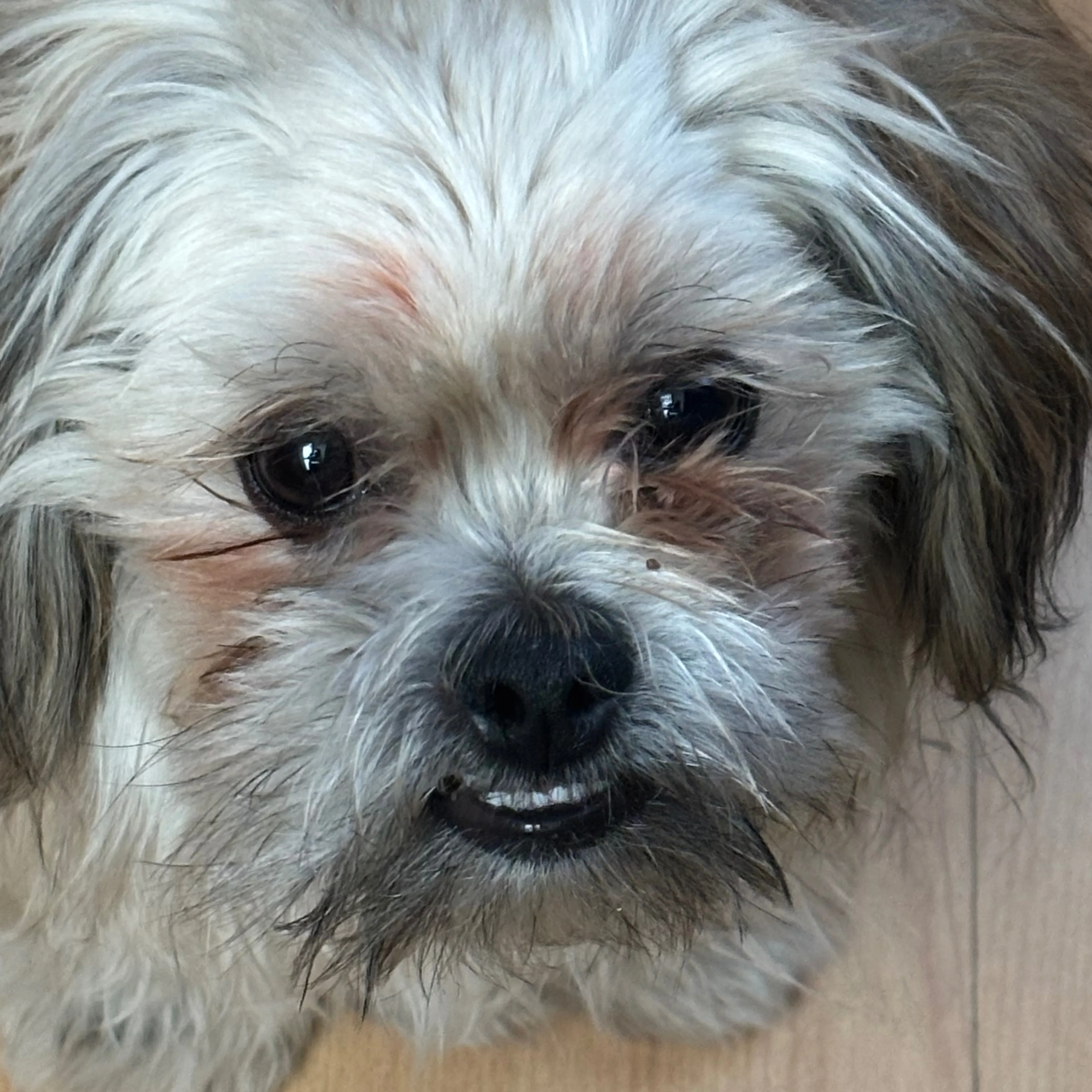 Lost pet-2