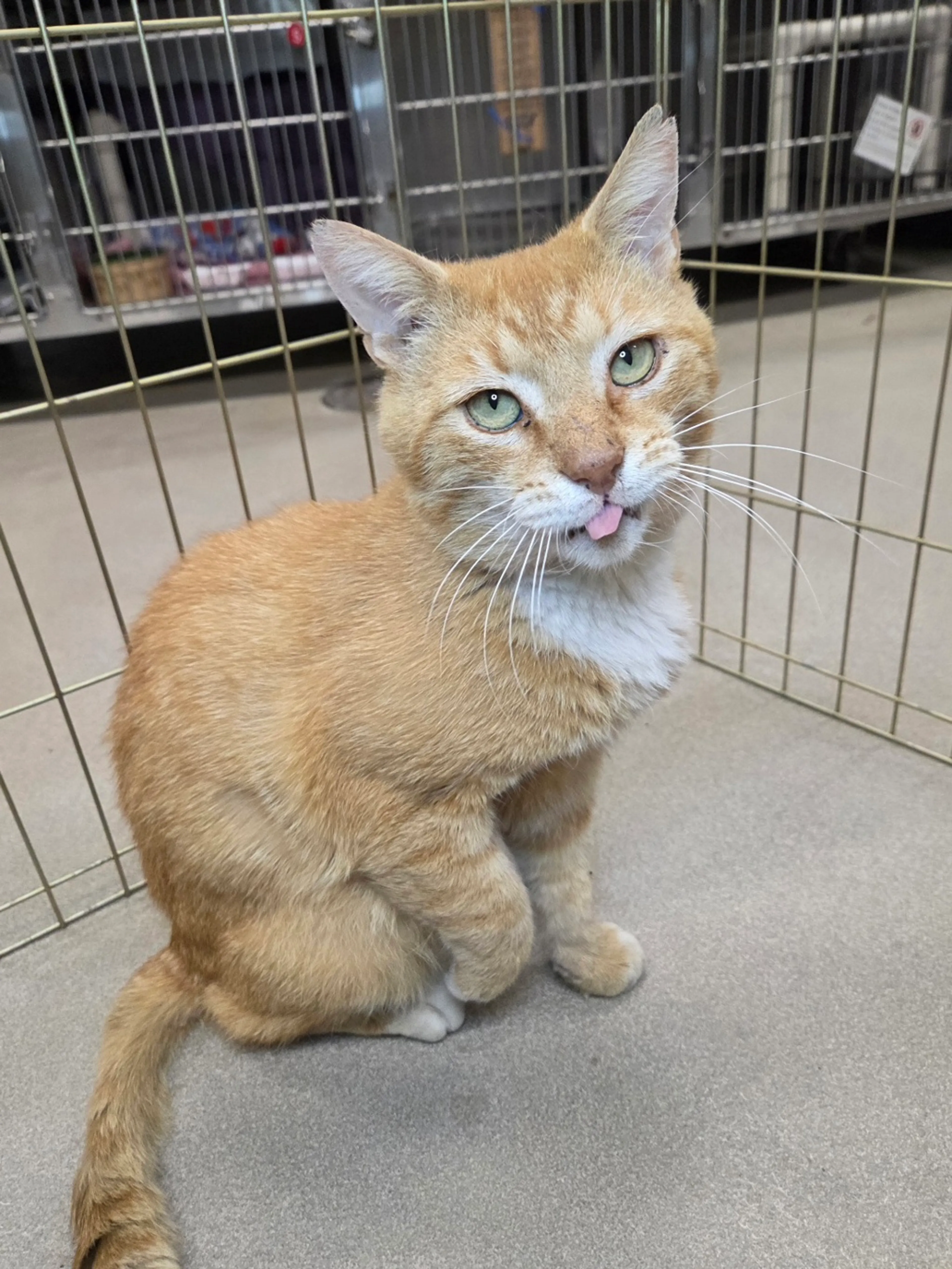 Found pet-1
