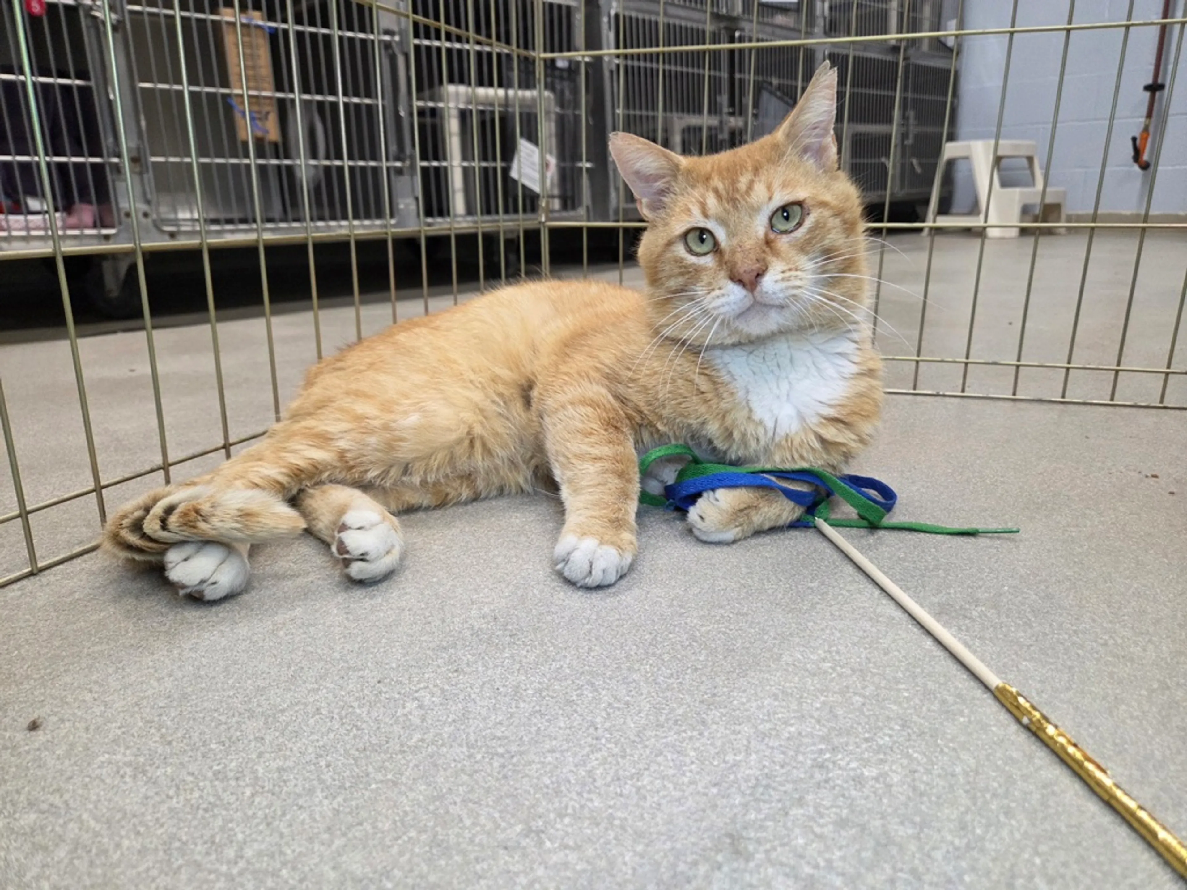 Found pet-2
