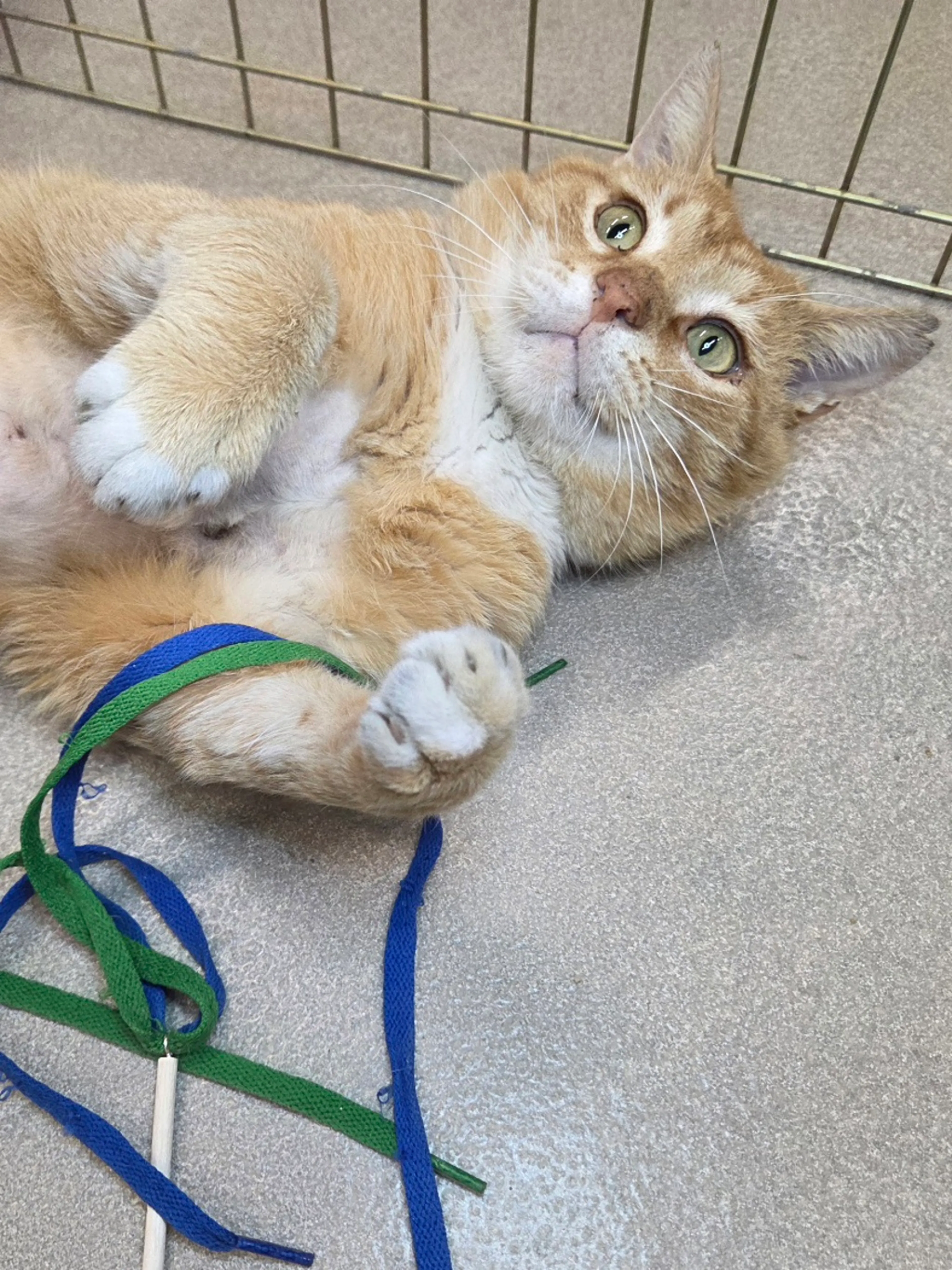 Found pet-3