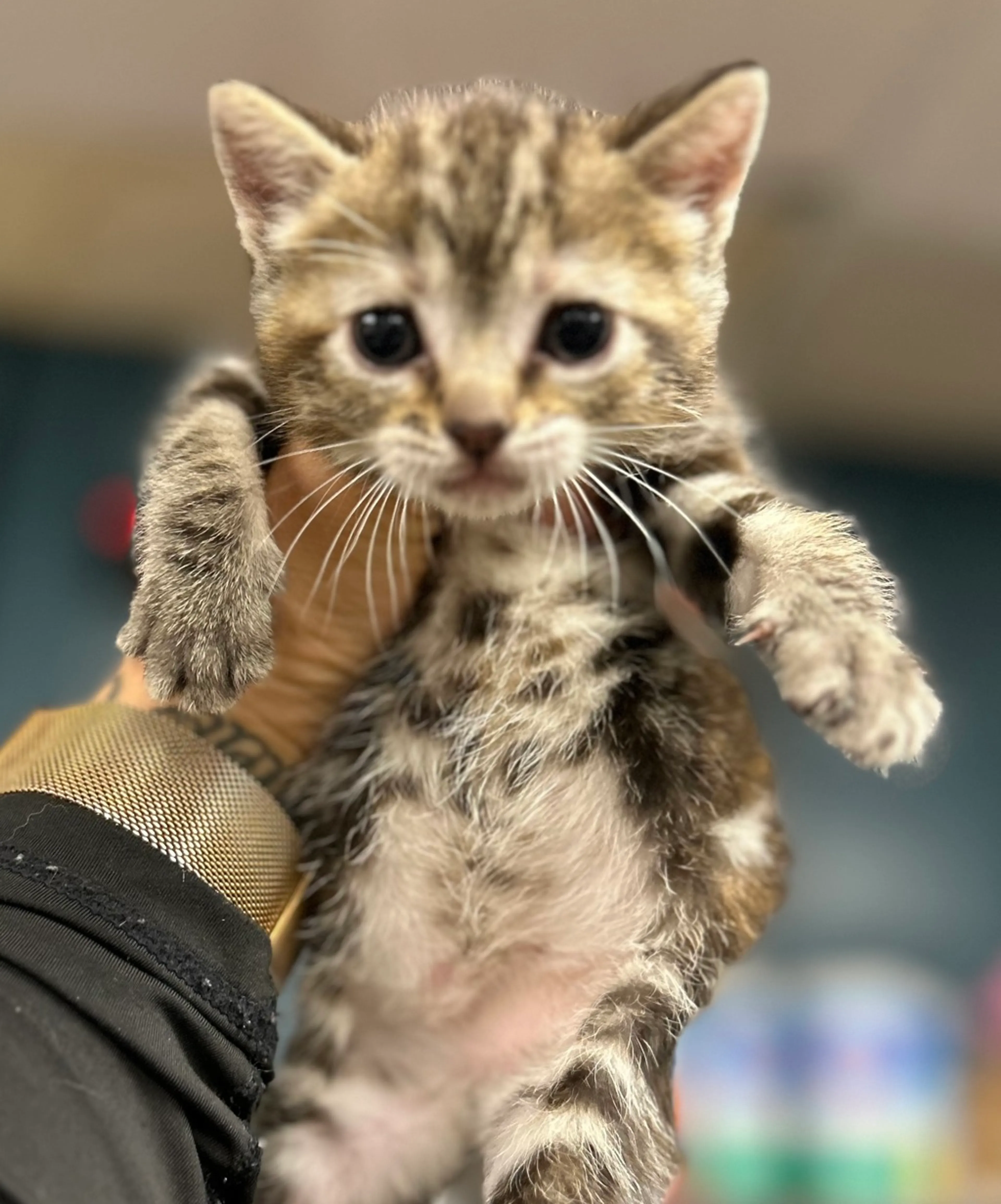 Found pet