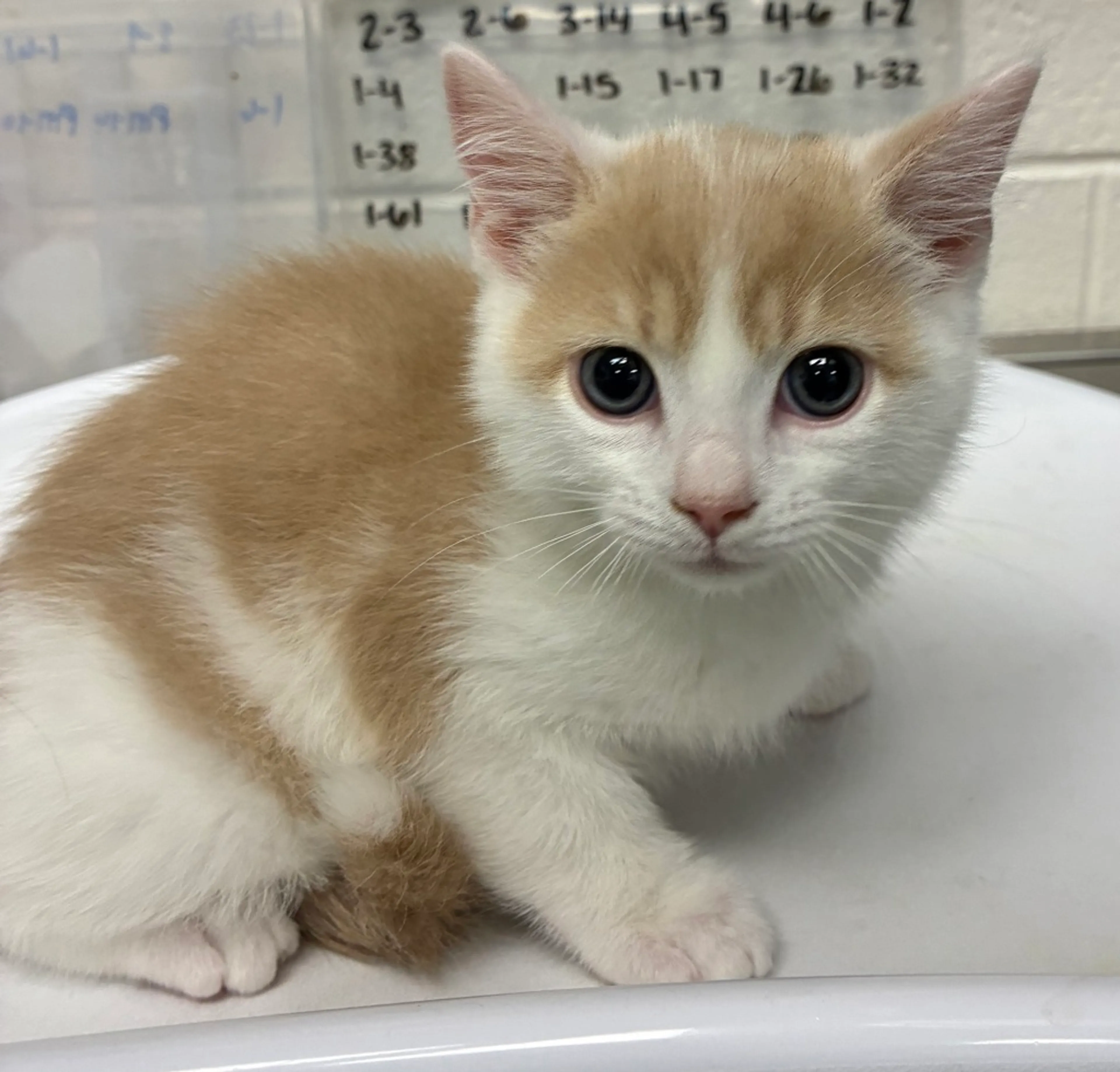 Found pet