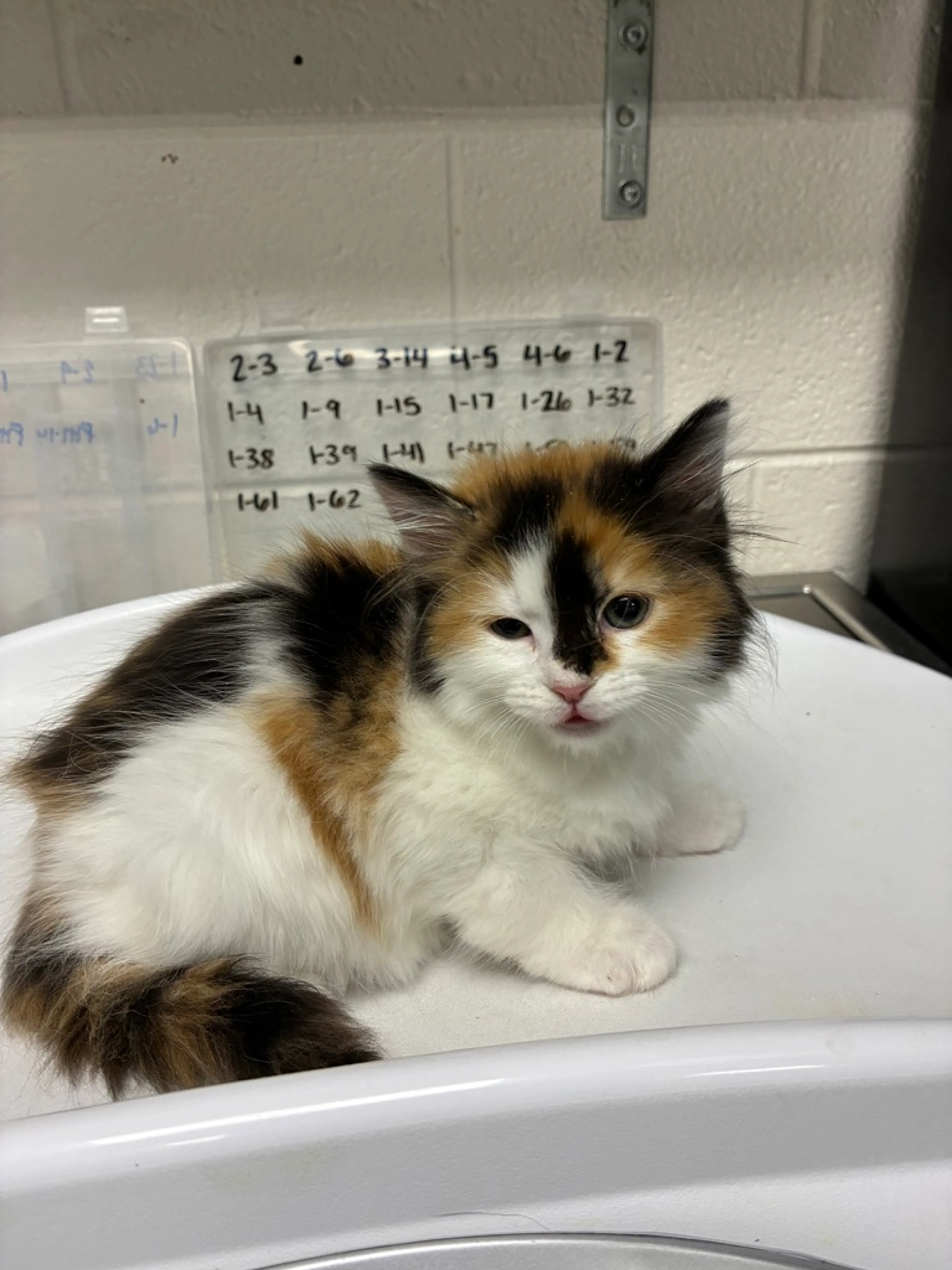 Found pet-1
