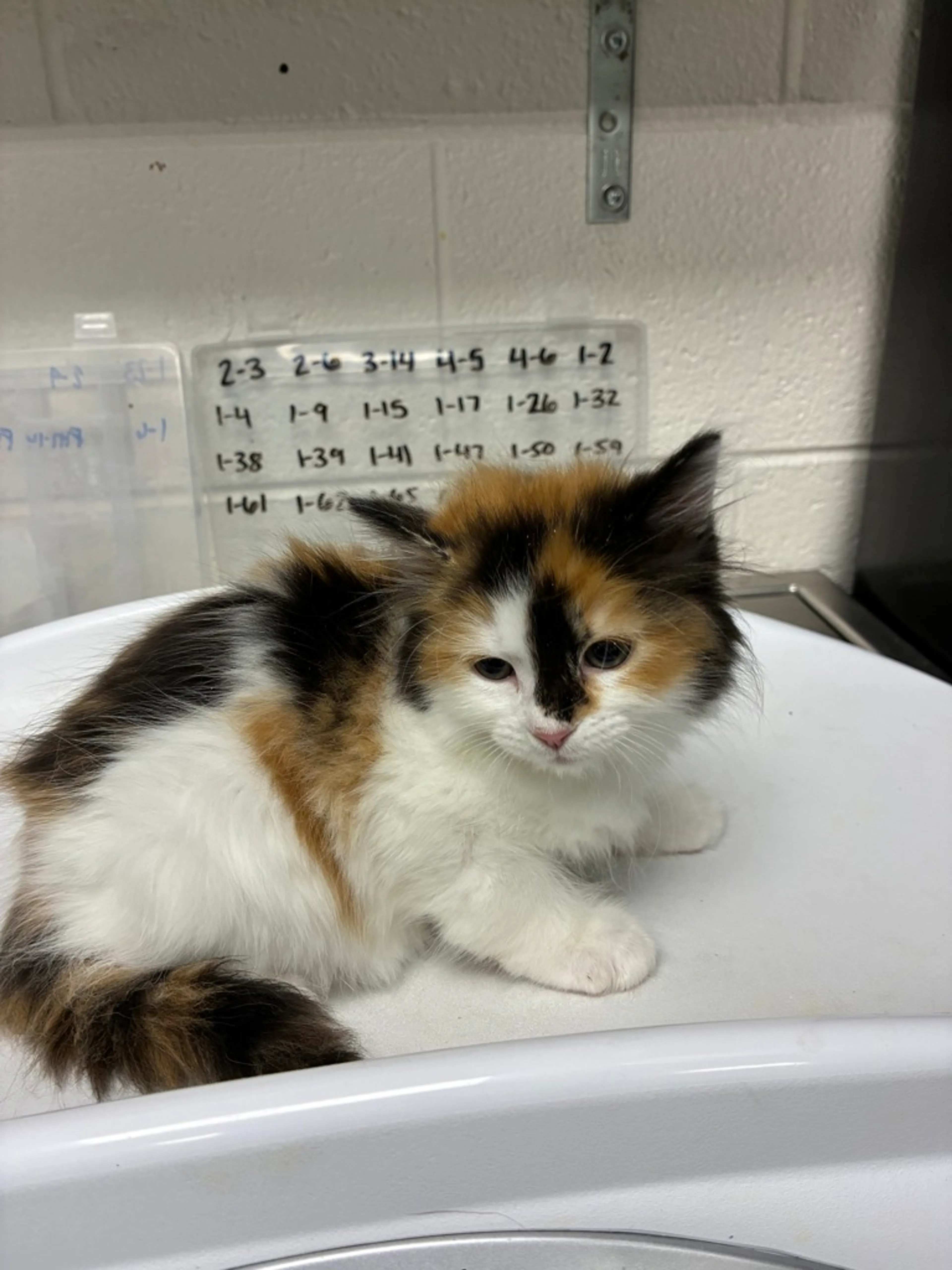 Found pet-2