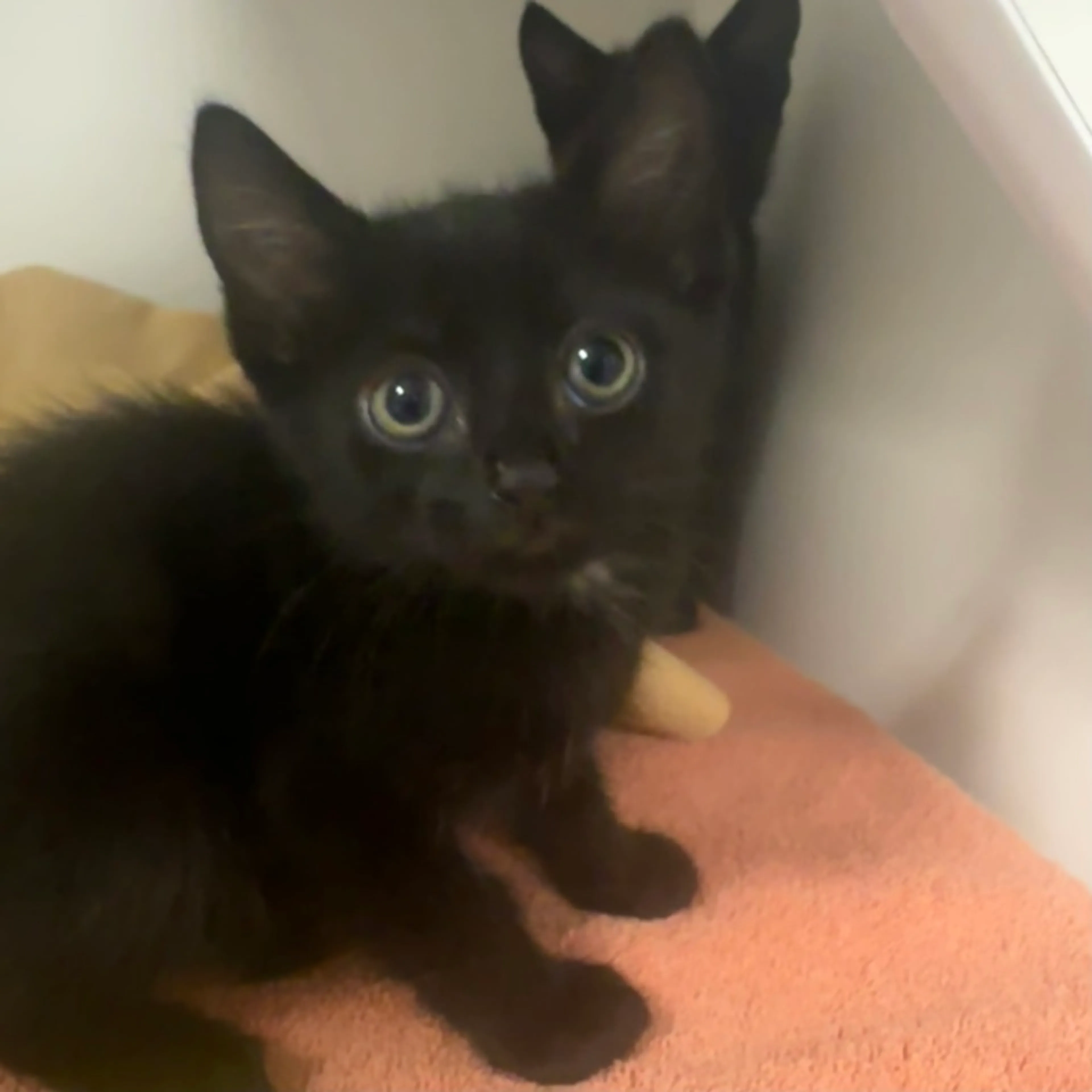 Found pet-1