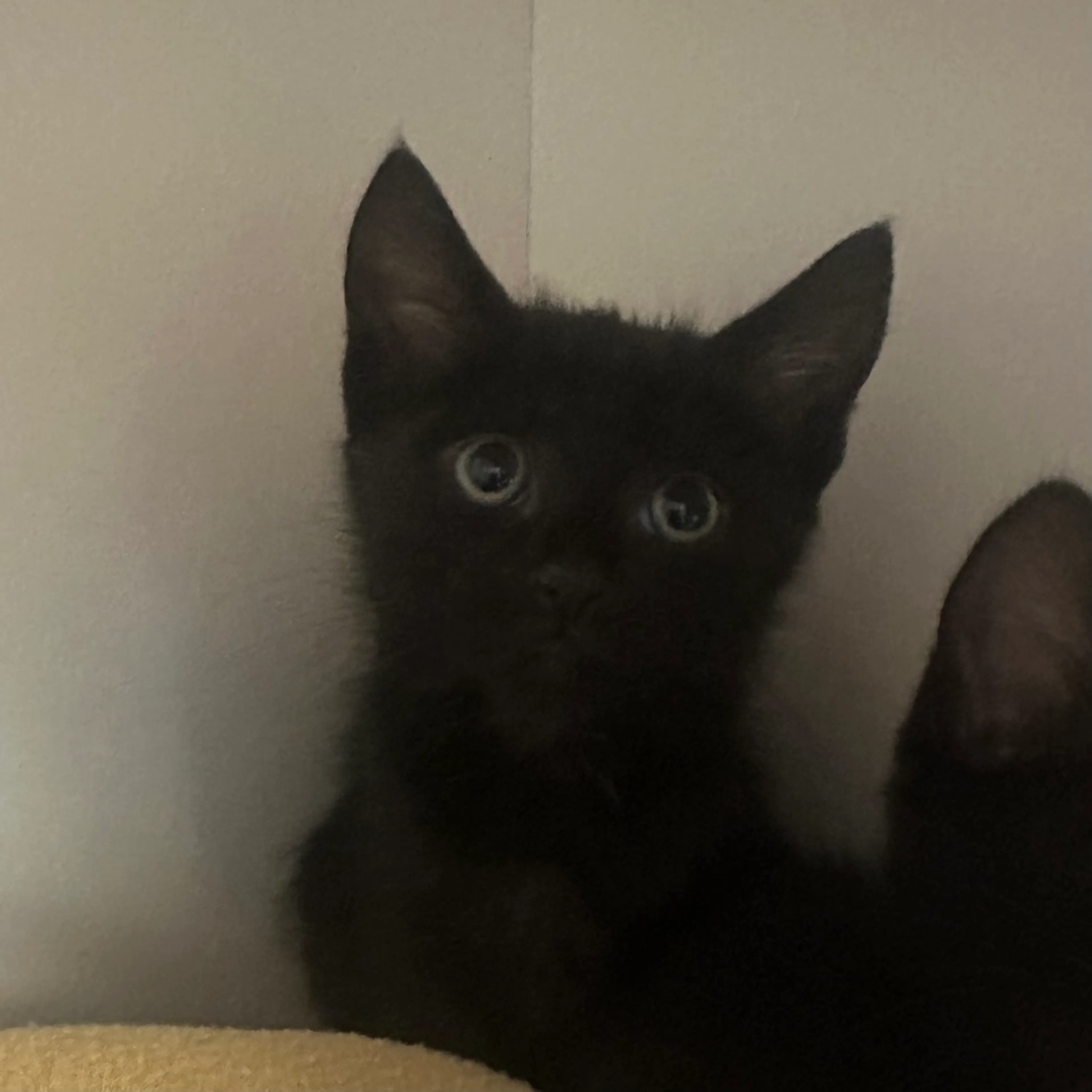 Found pet-1