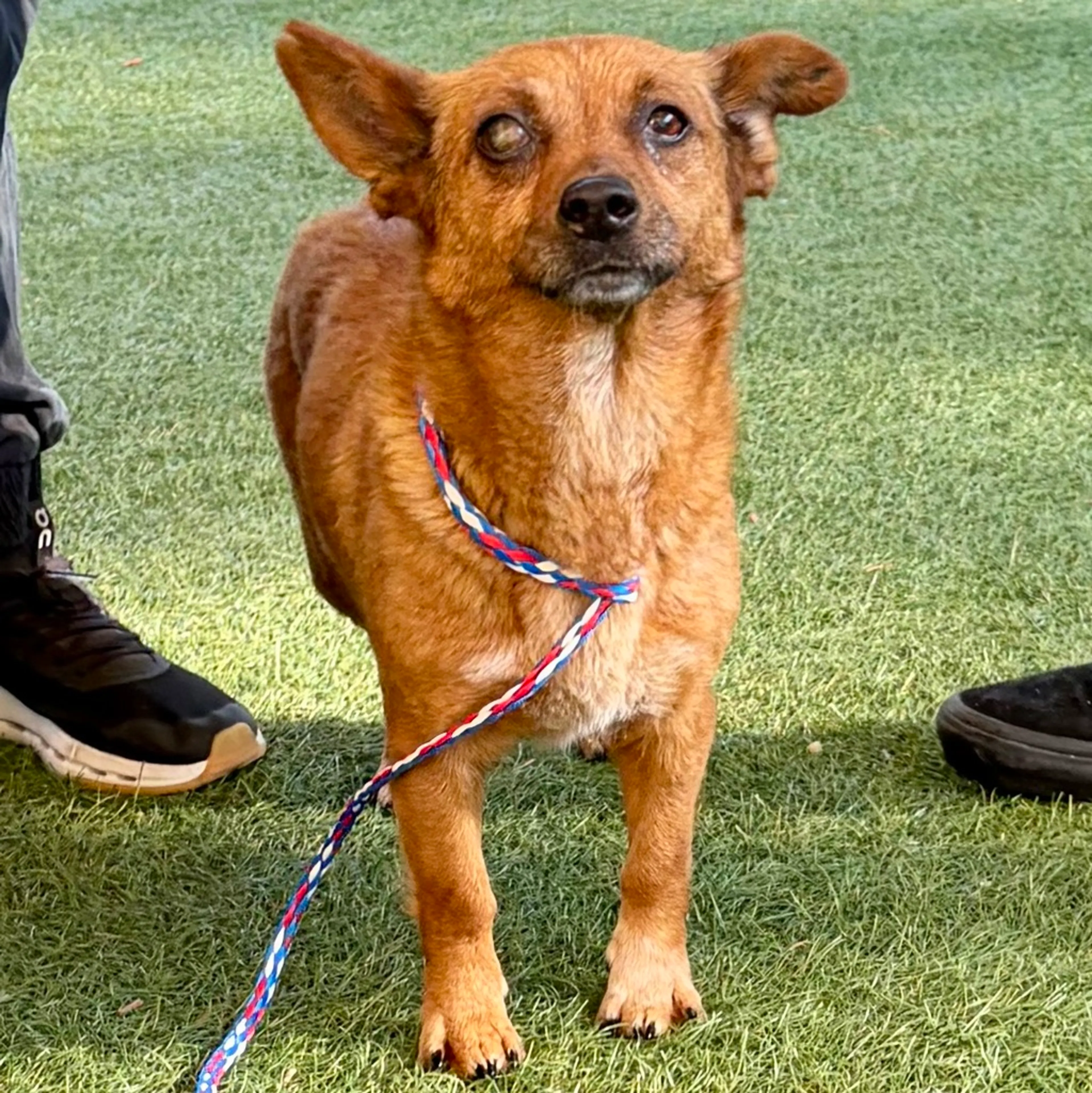 Found pet-5
