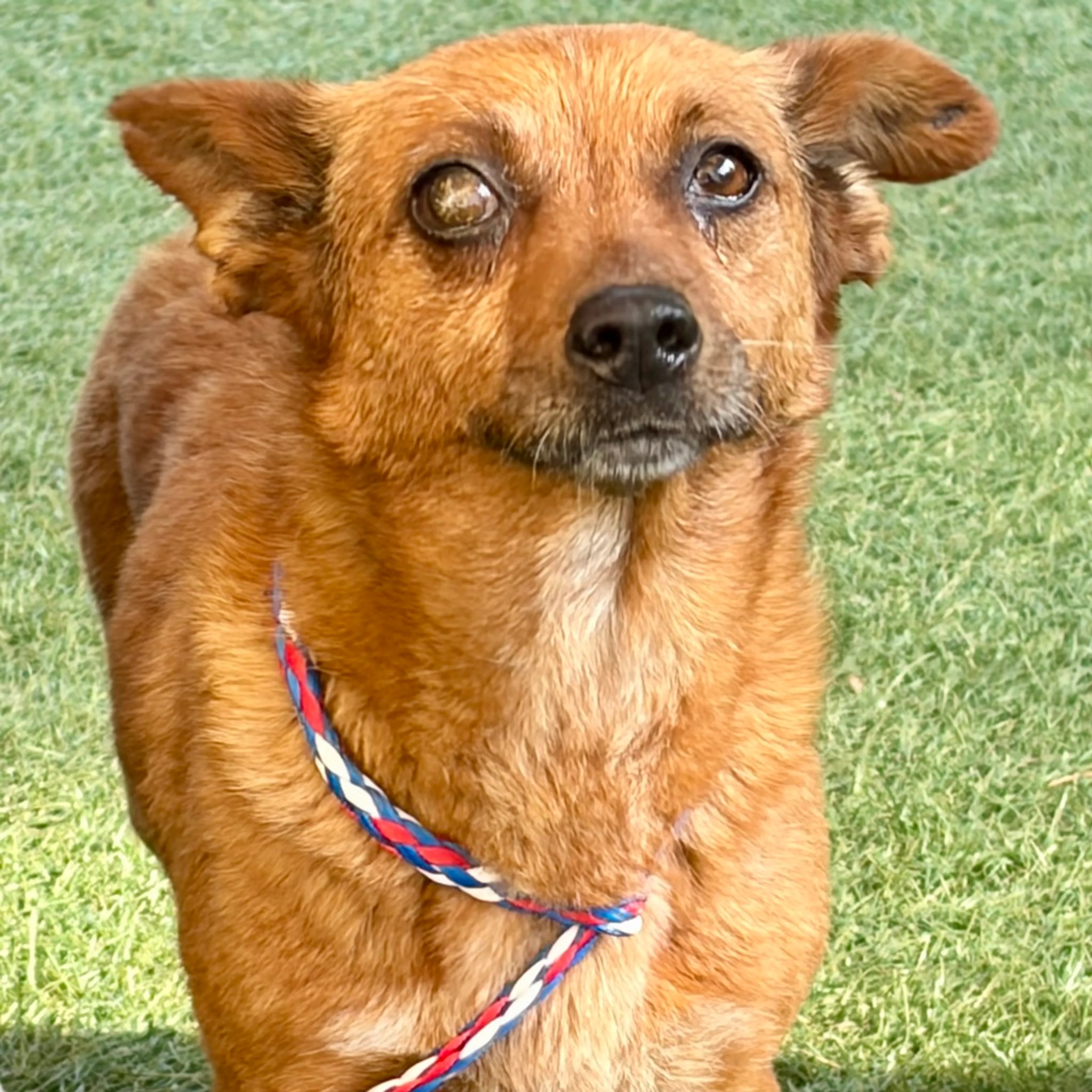 Found pet-4