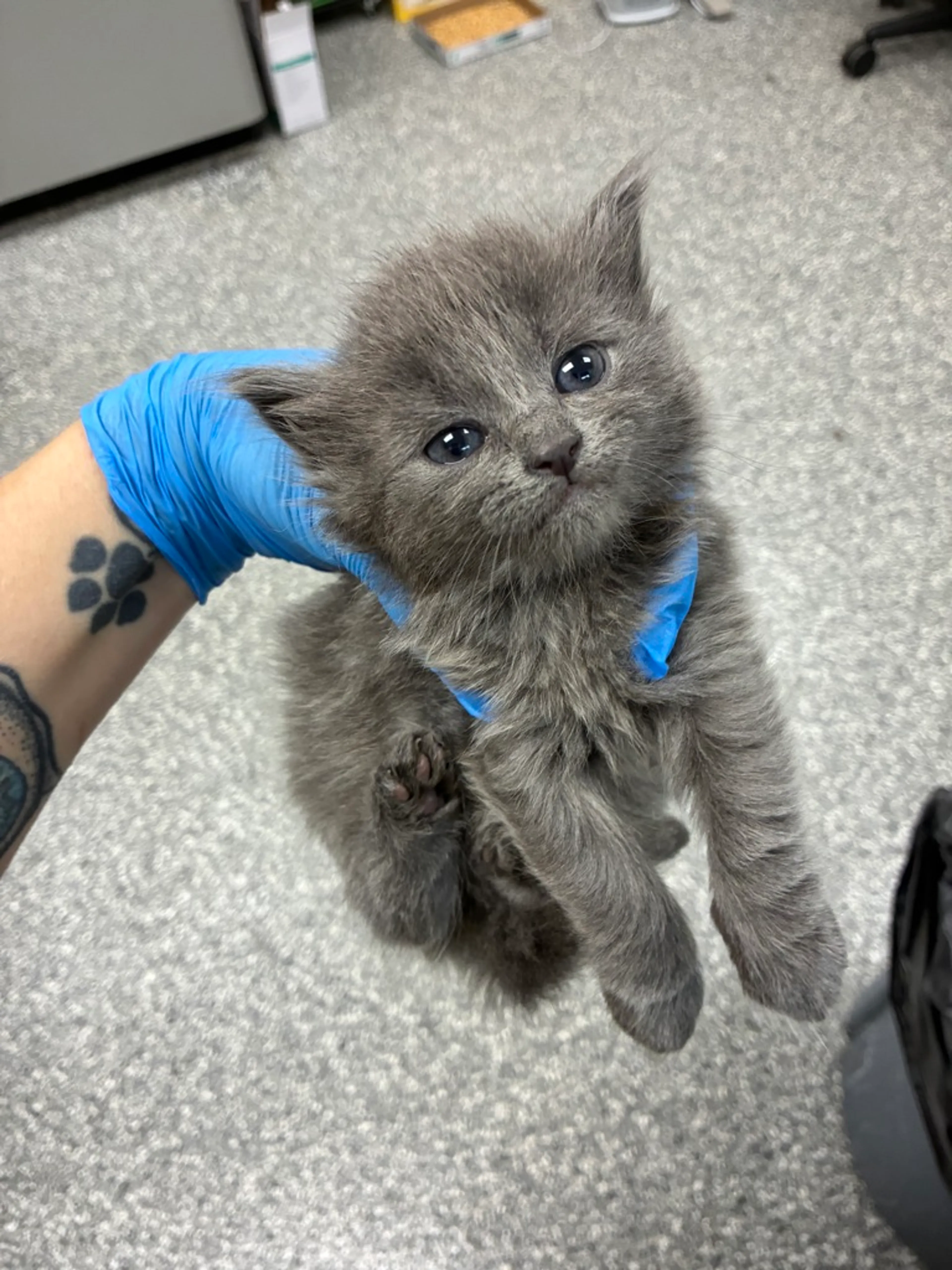 Found pet-0