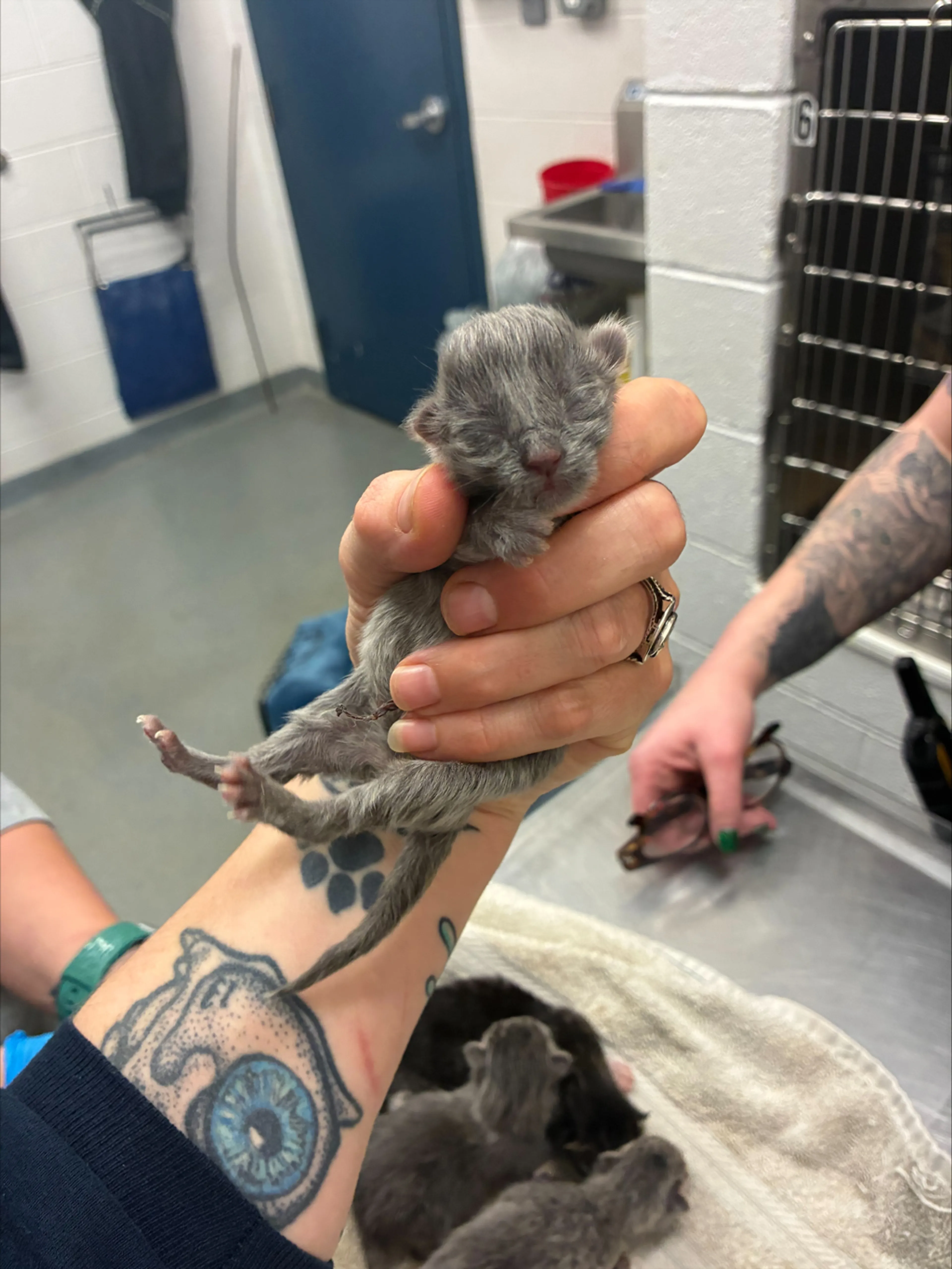 Found pet-1