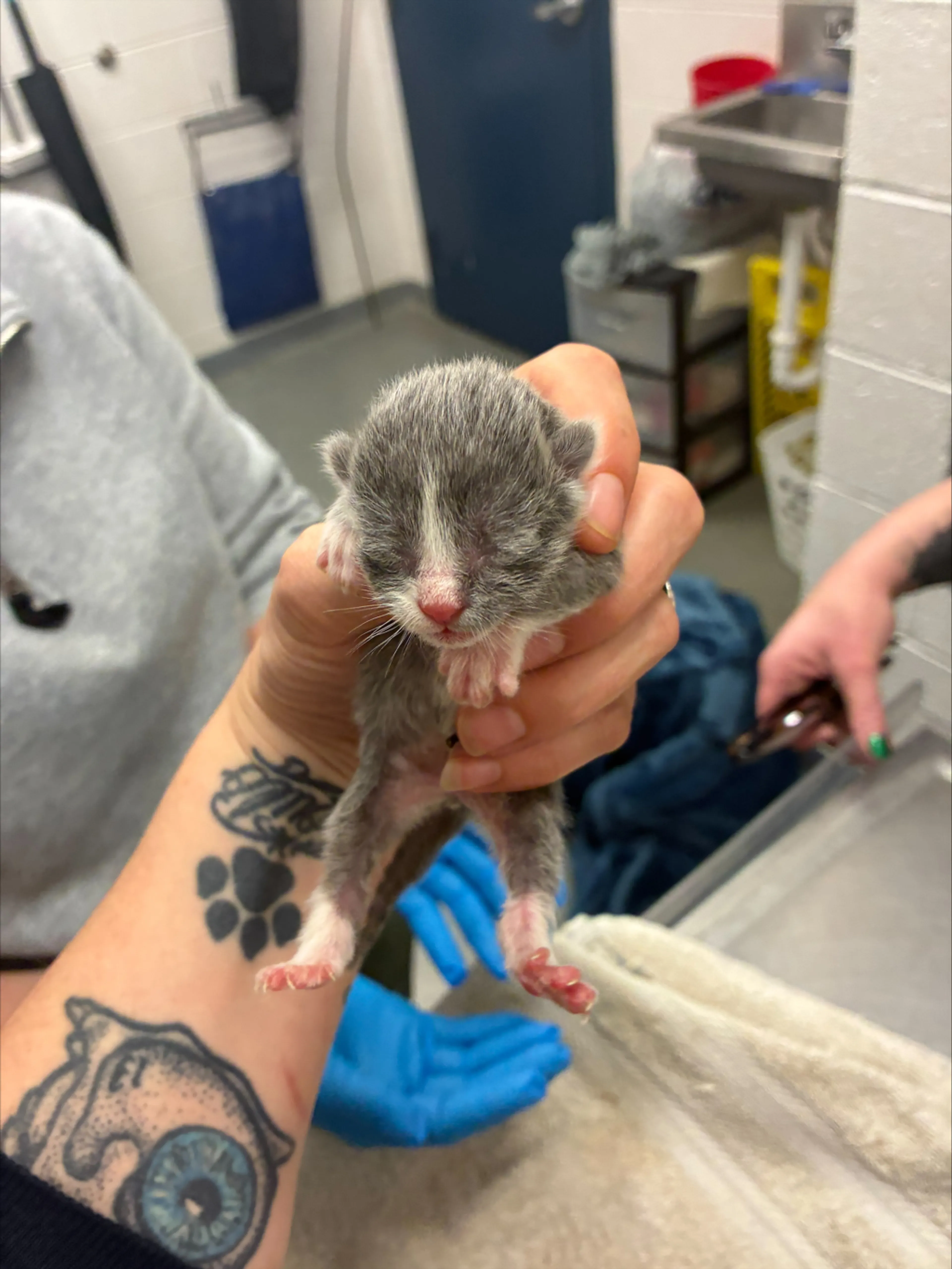 Found pet-1