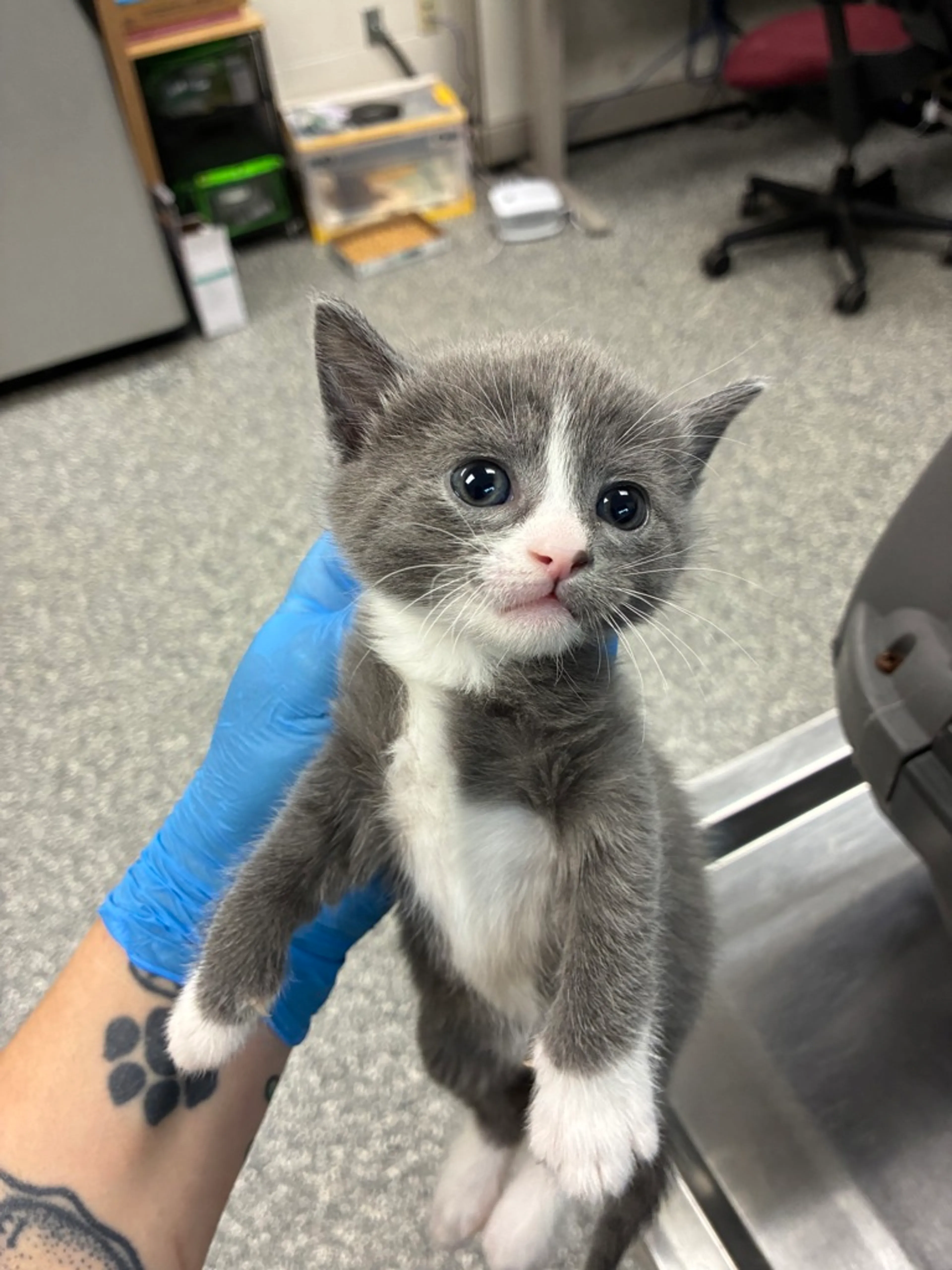 Found pet-0