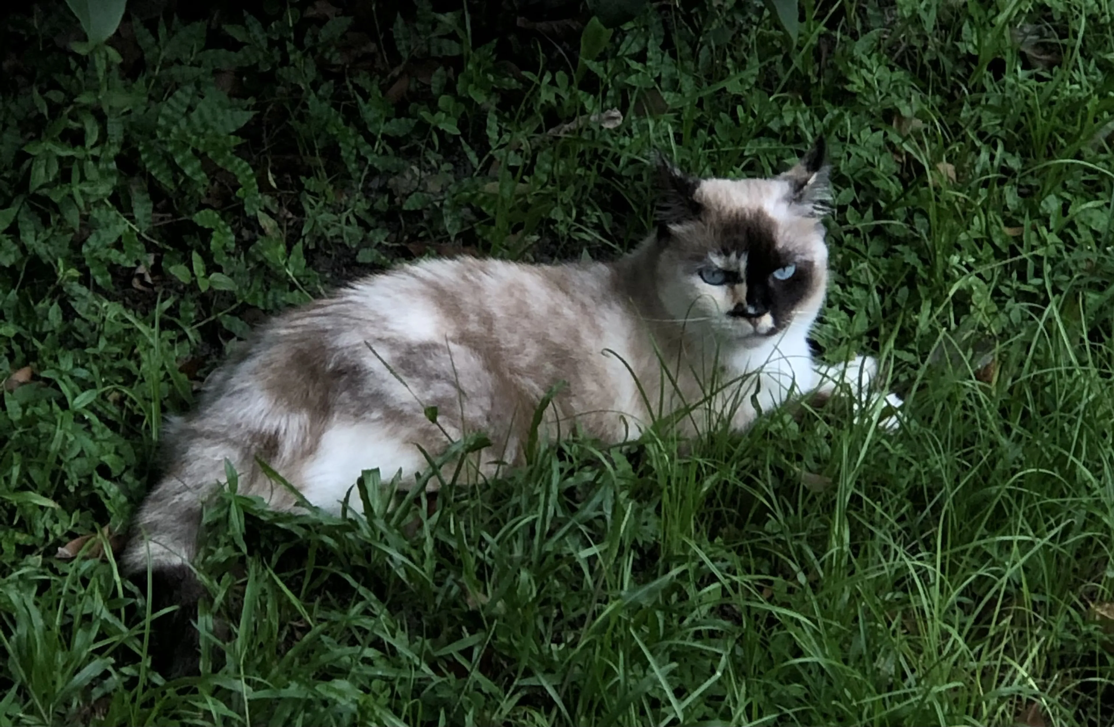 Lost pet-0
