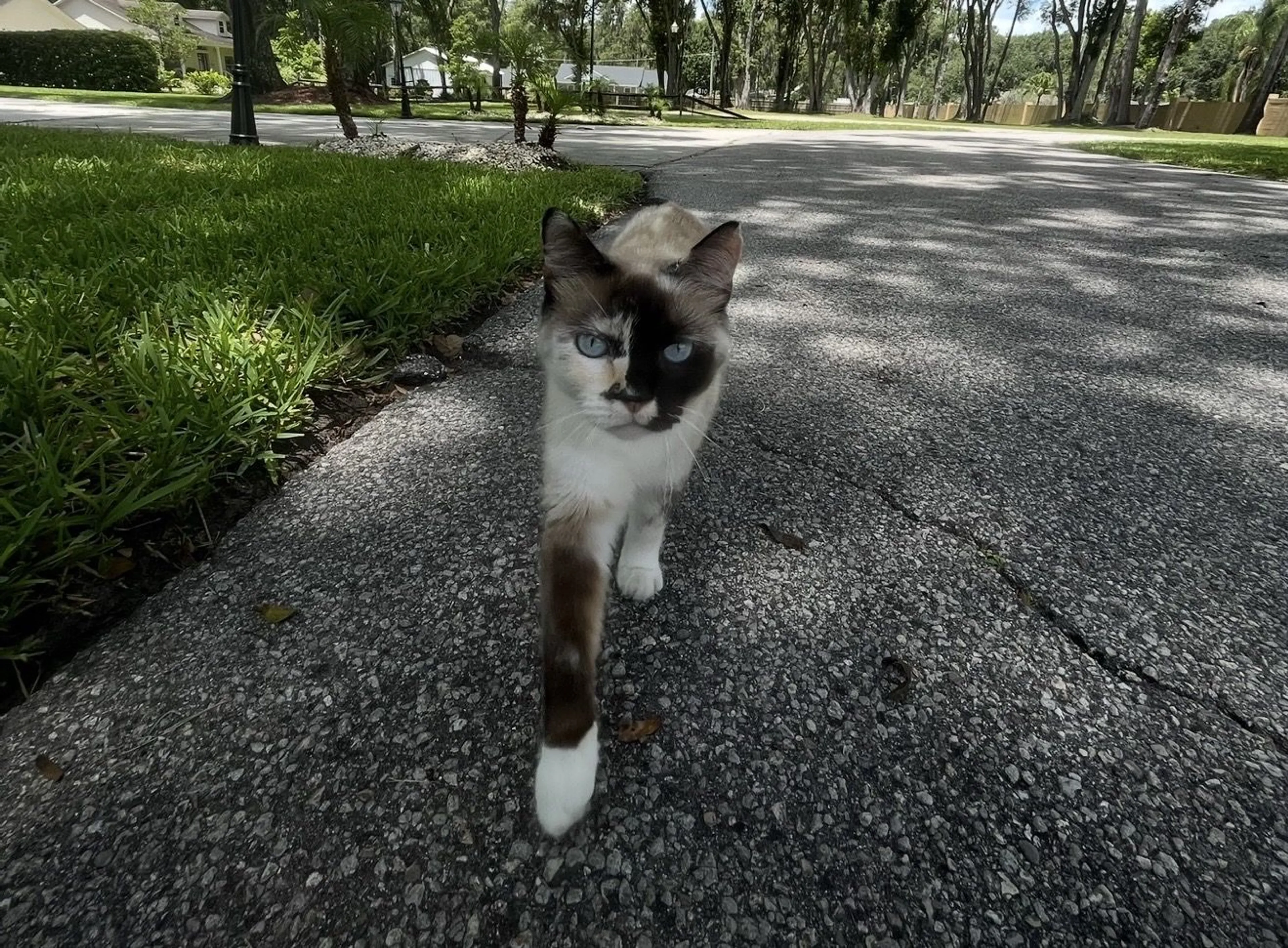 Lost pet-1