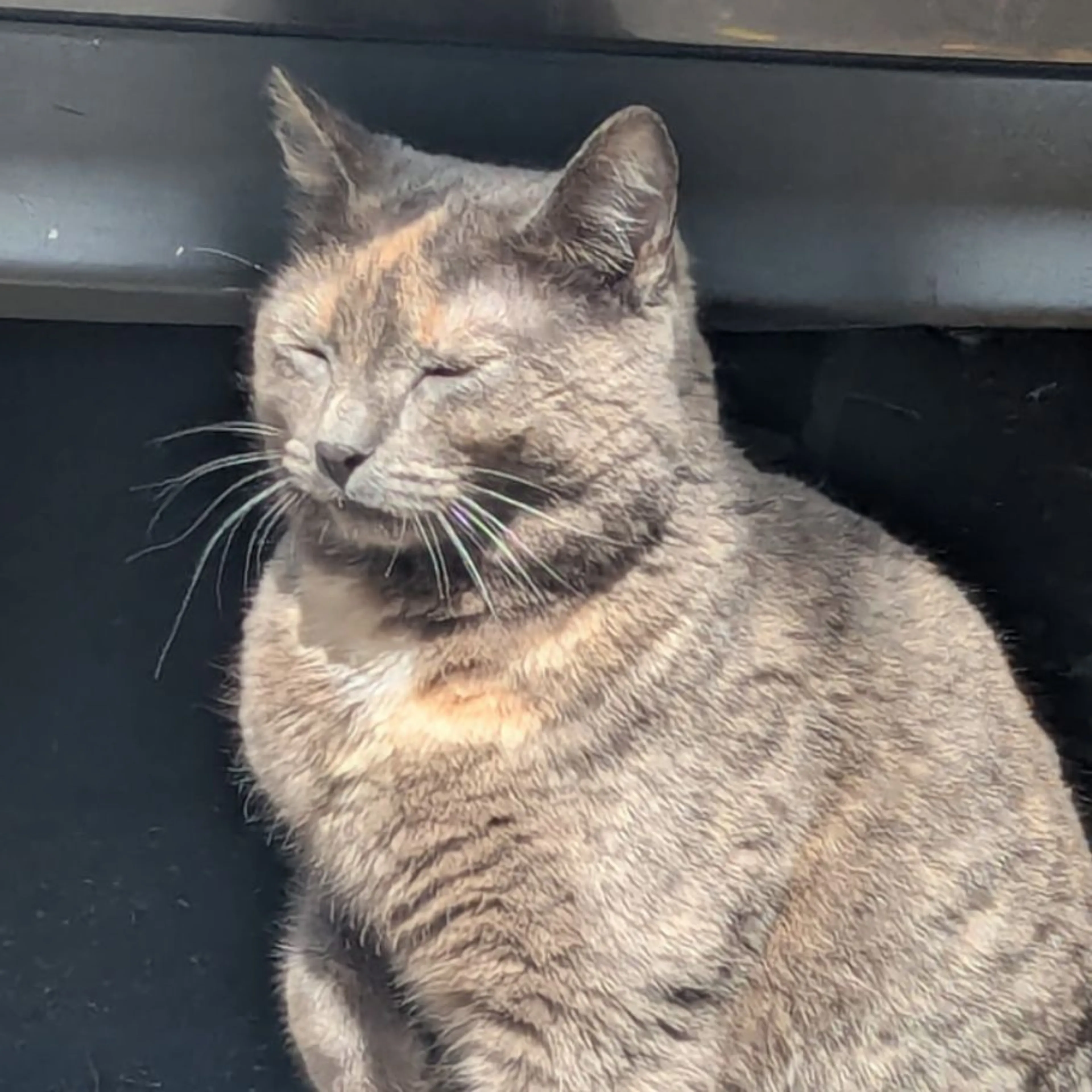 Found pet-0