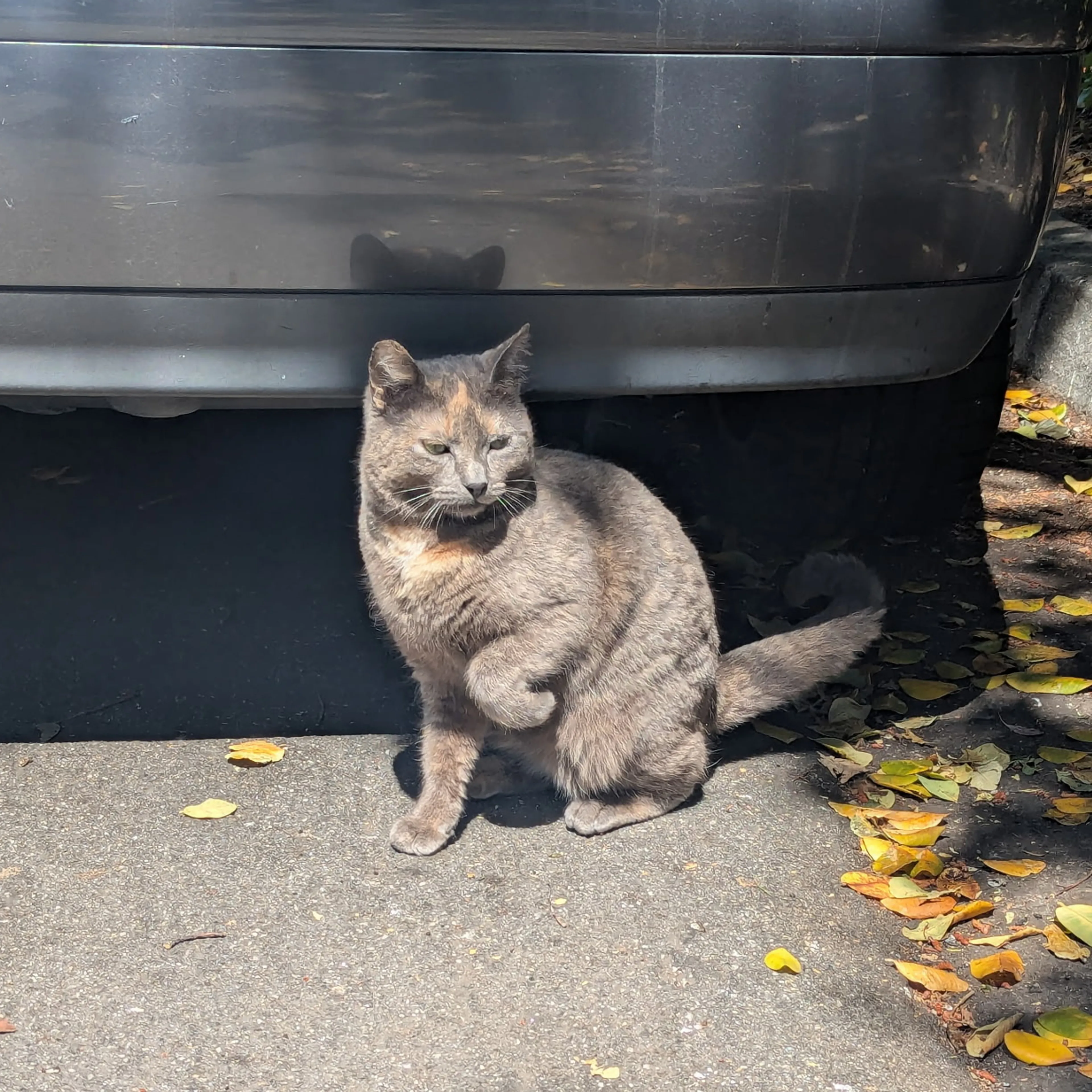 Found pet-1