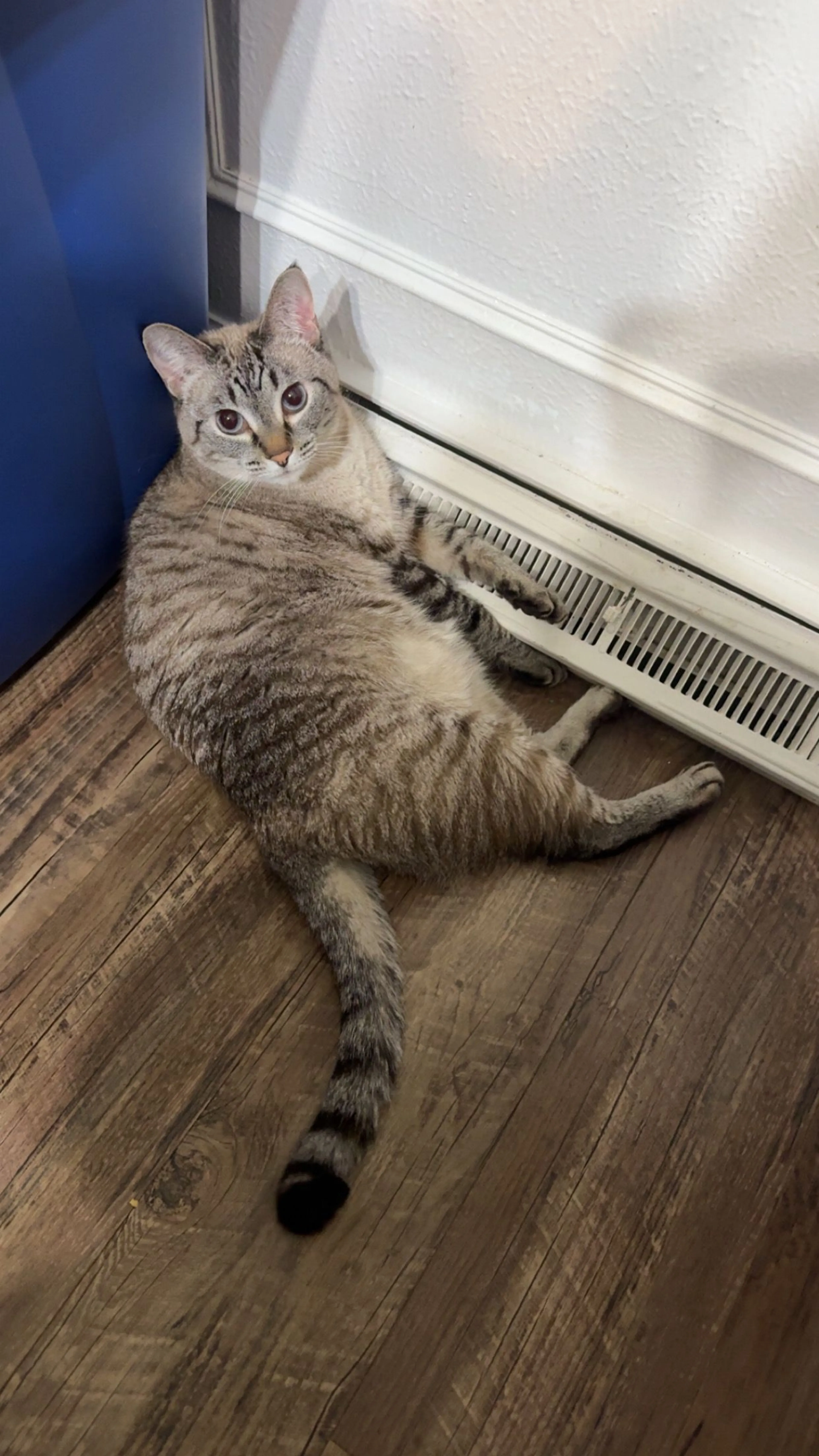 Lost pet-1