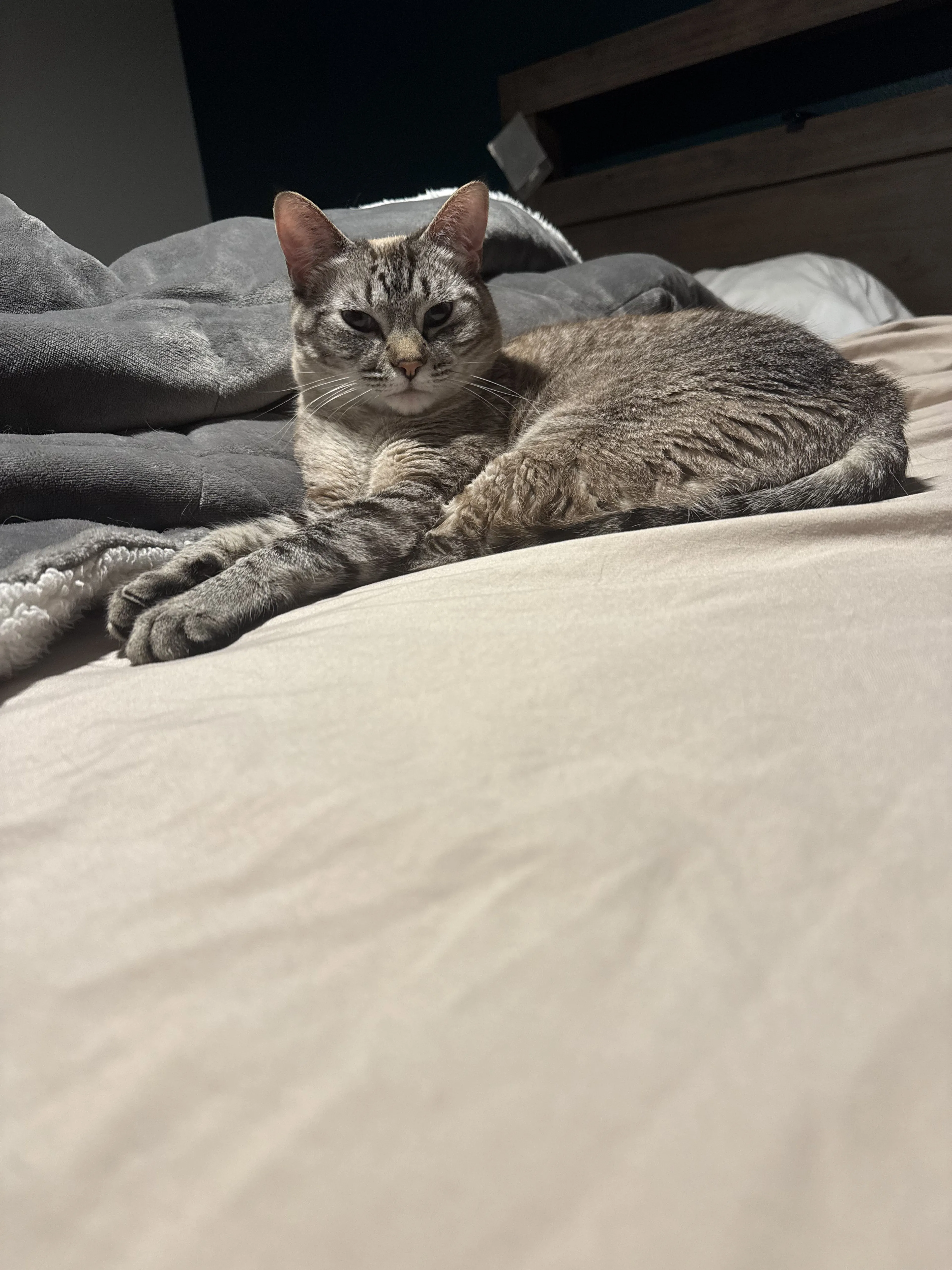 Lost pet-0