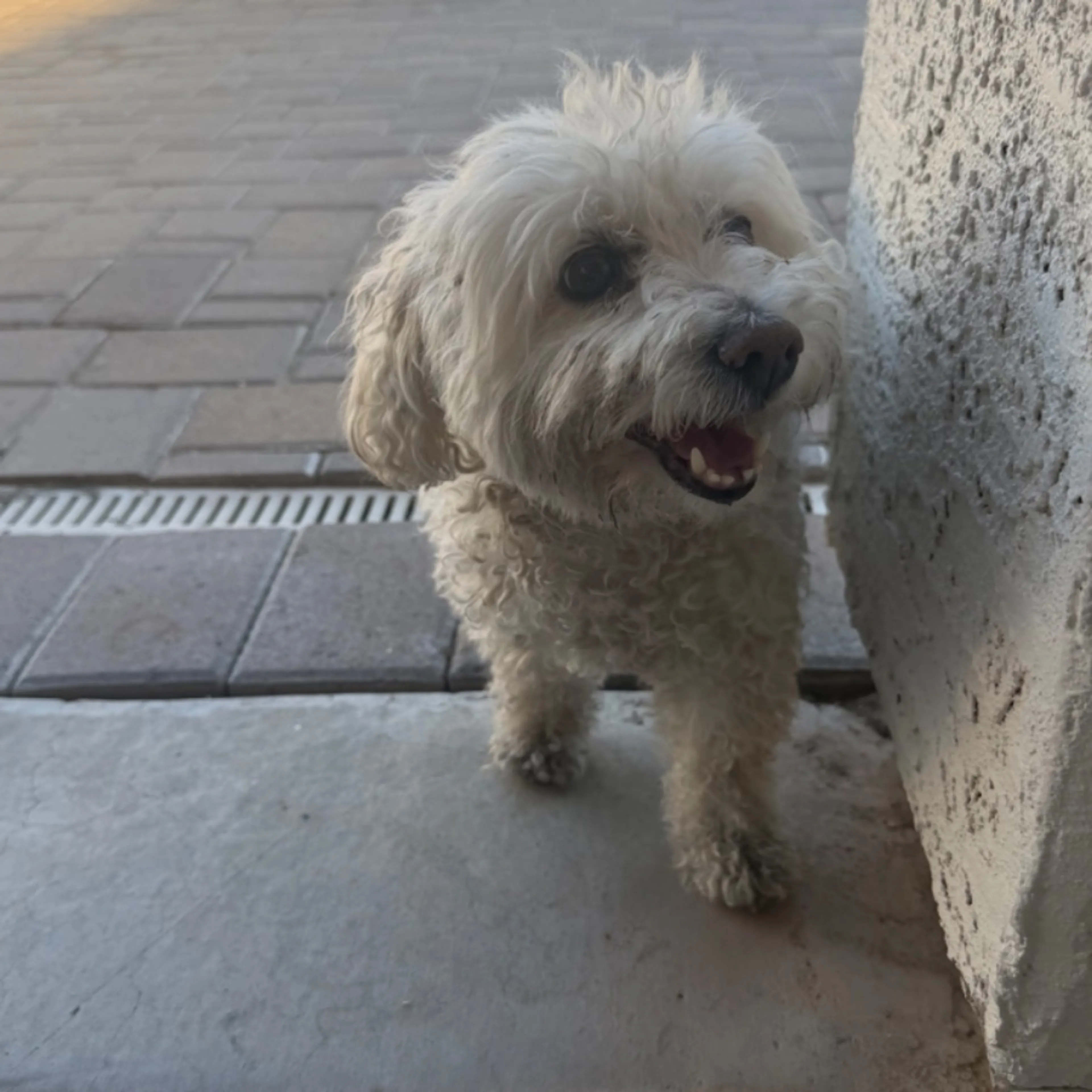 Found pet