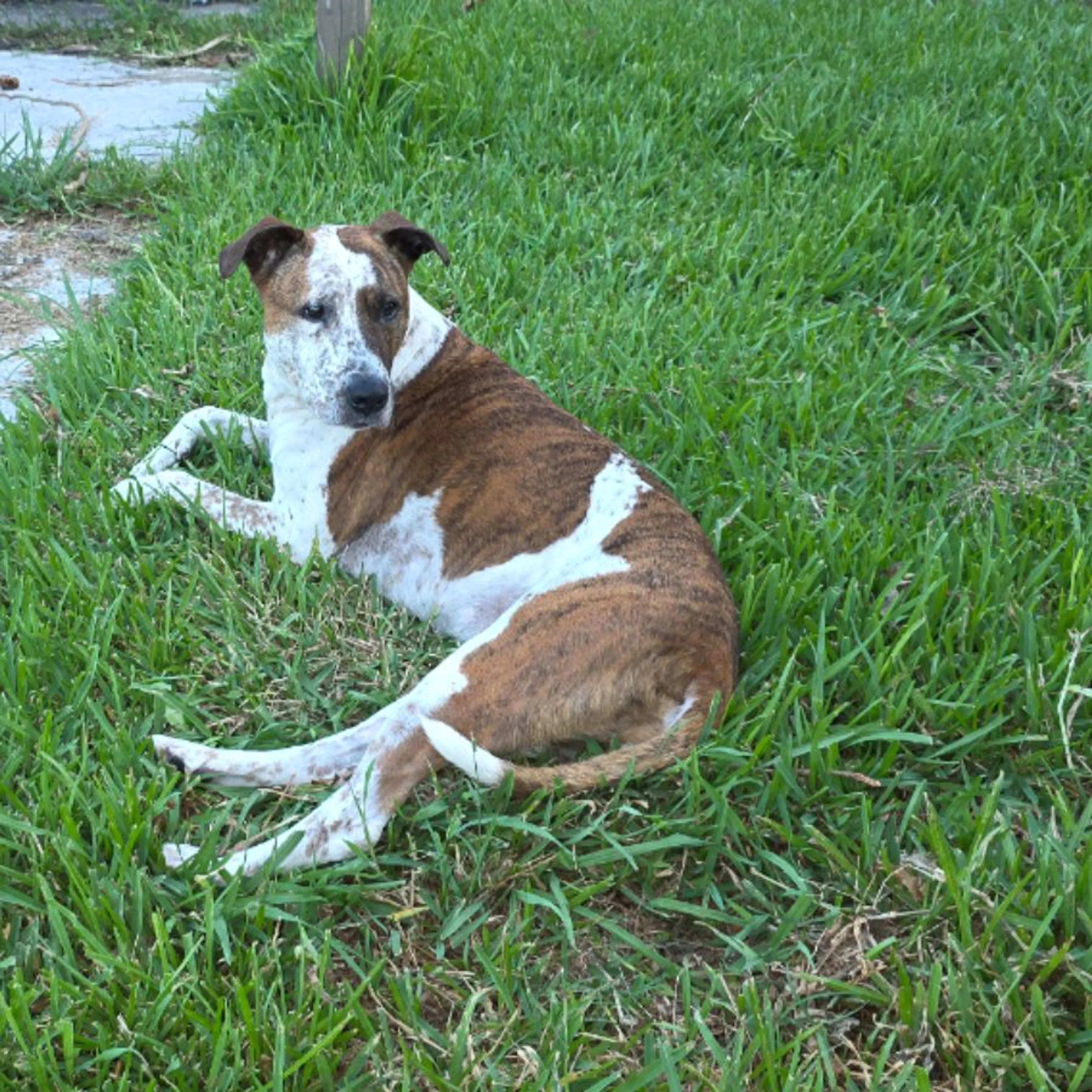 Lost pet