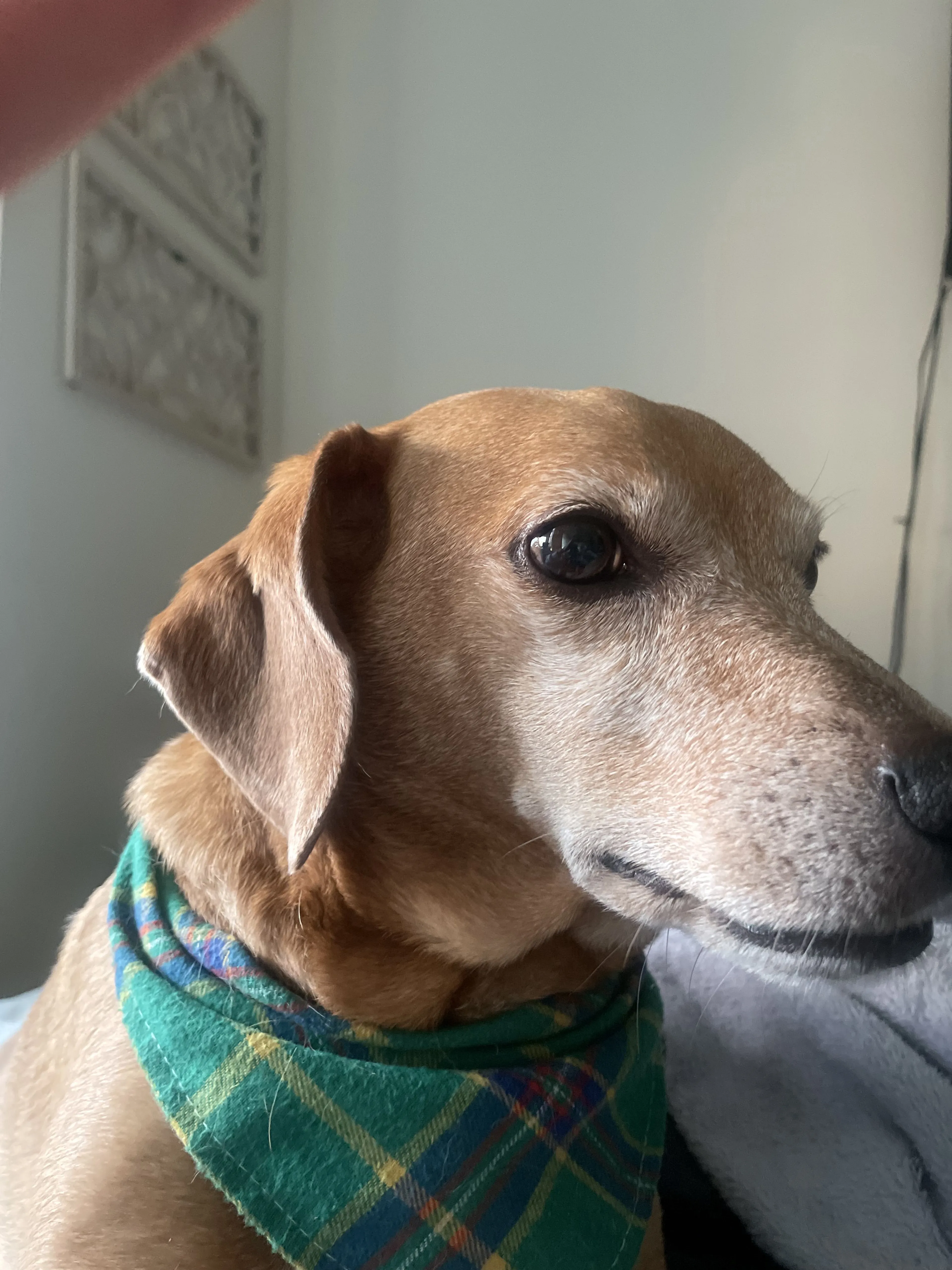 Lost pet