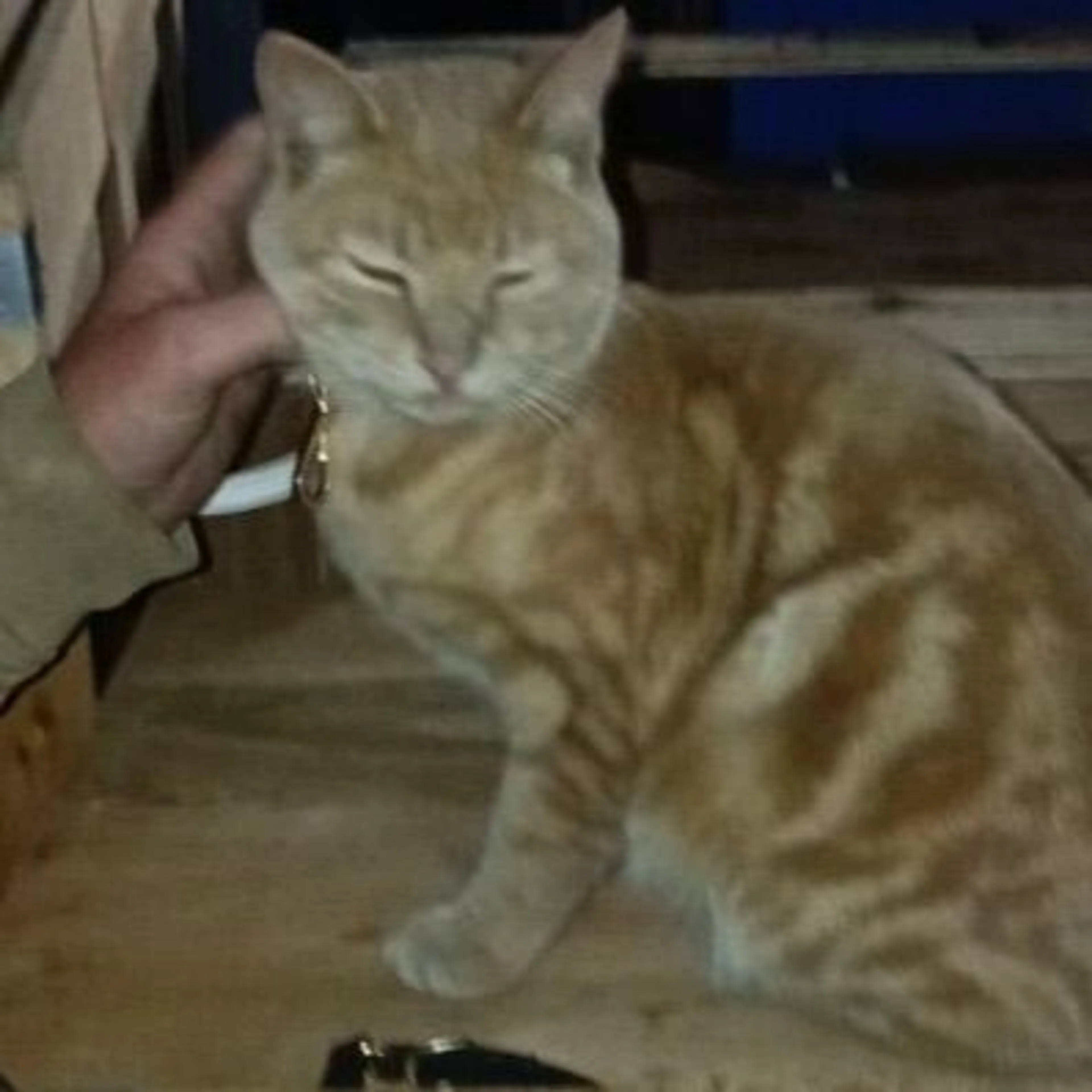 Lost pet