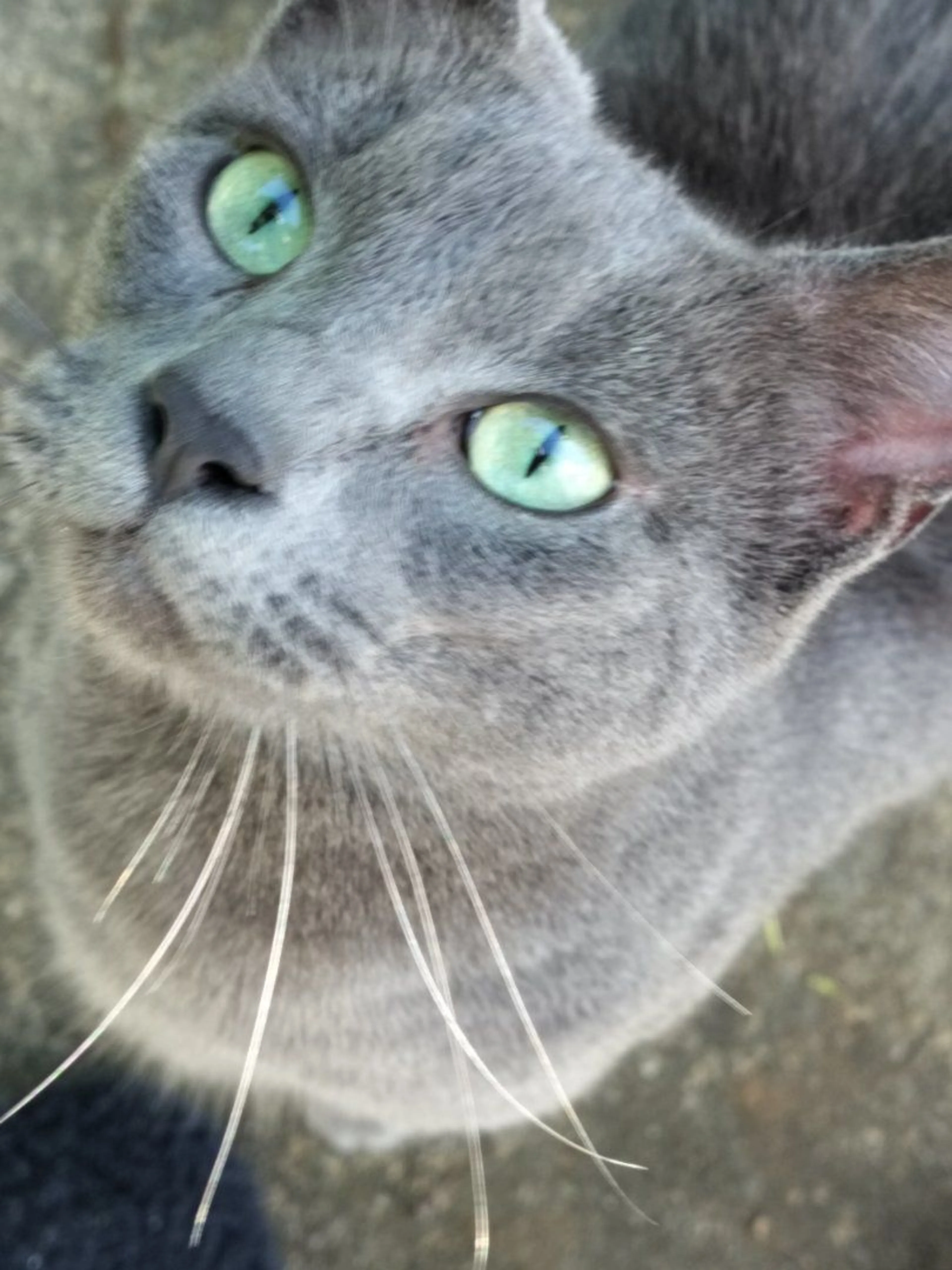 Lost pet-0