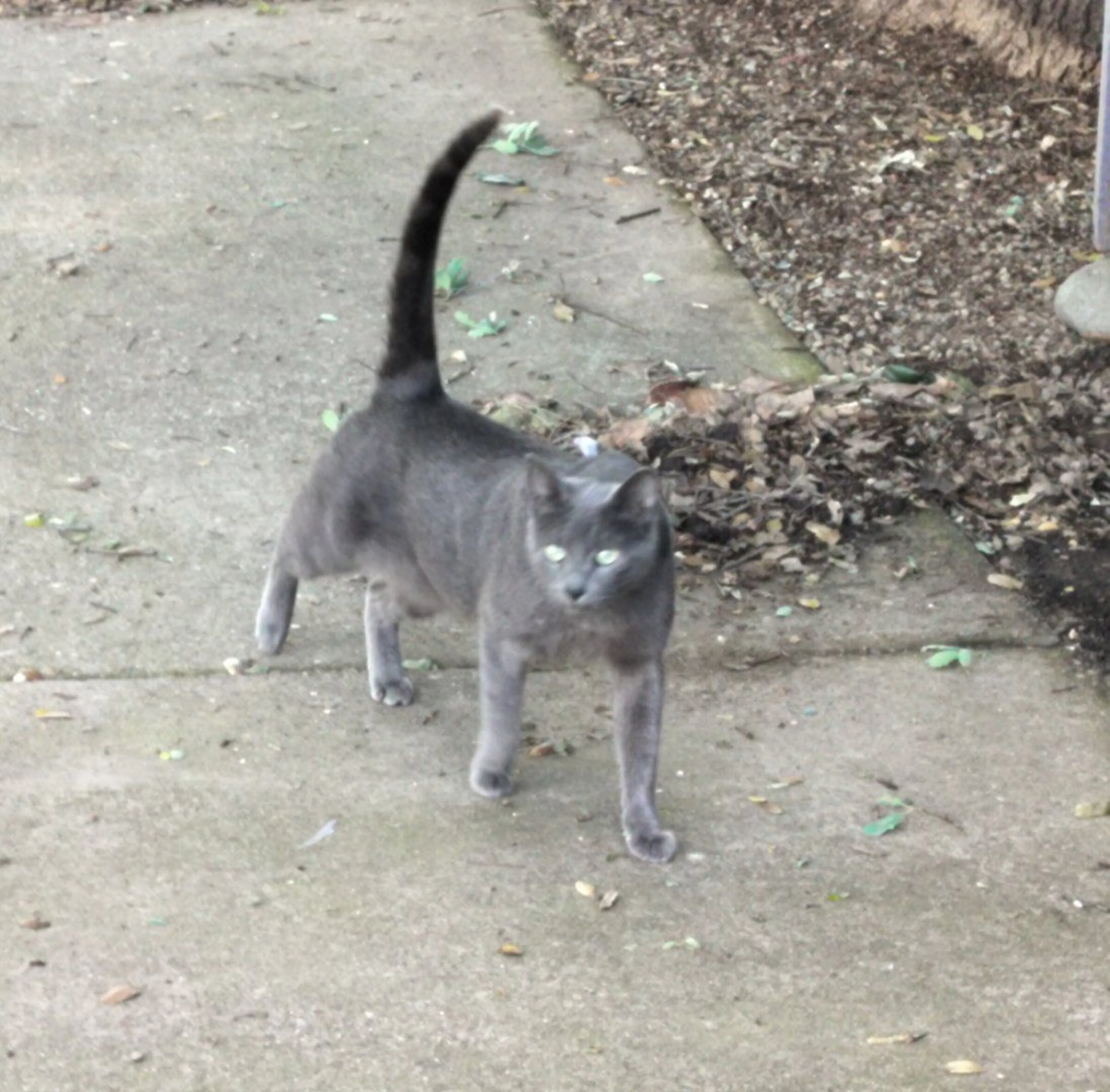 Lost pet-2