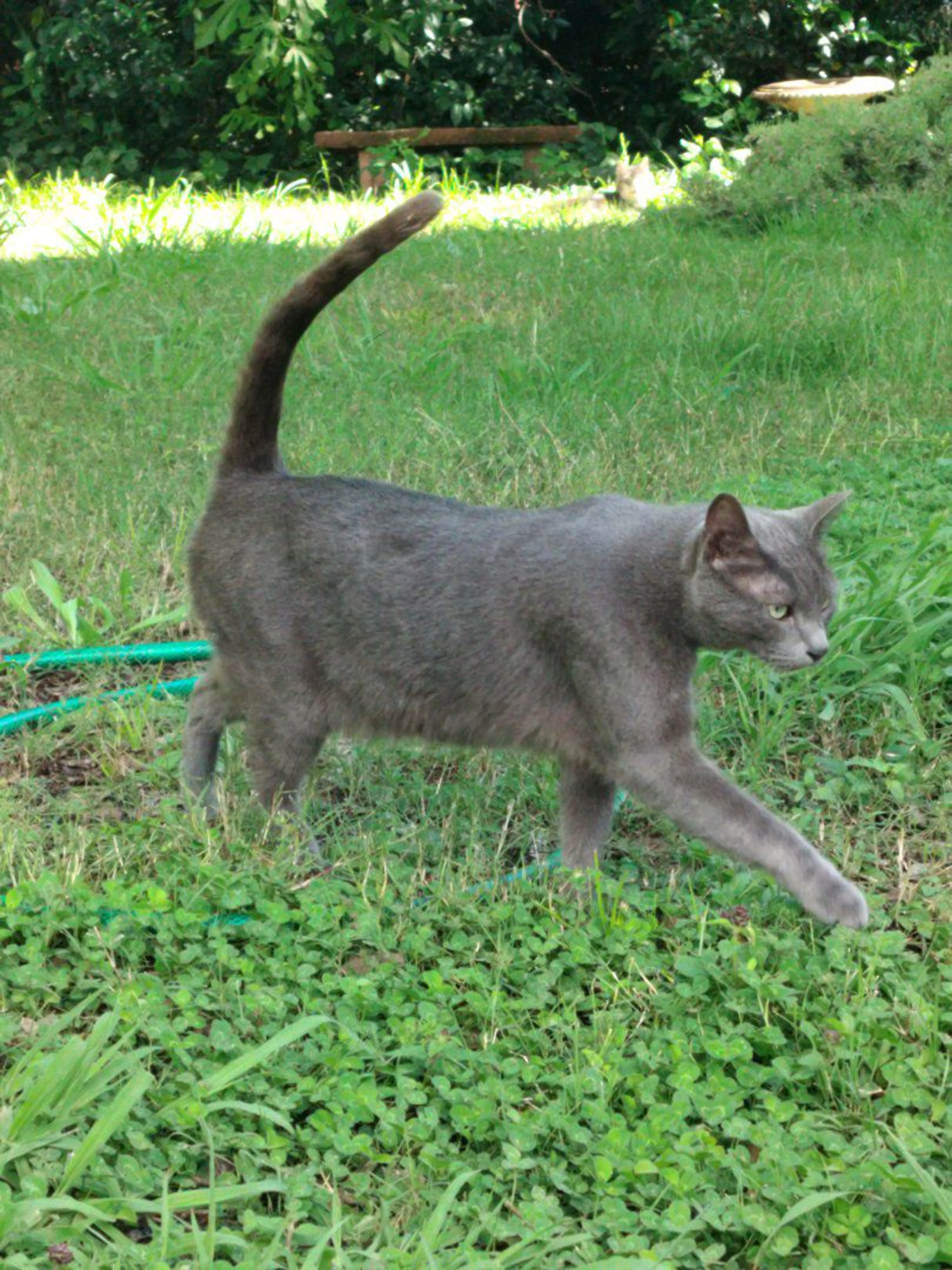 Lost pet-3