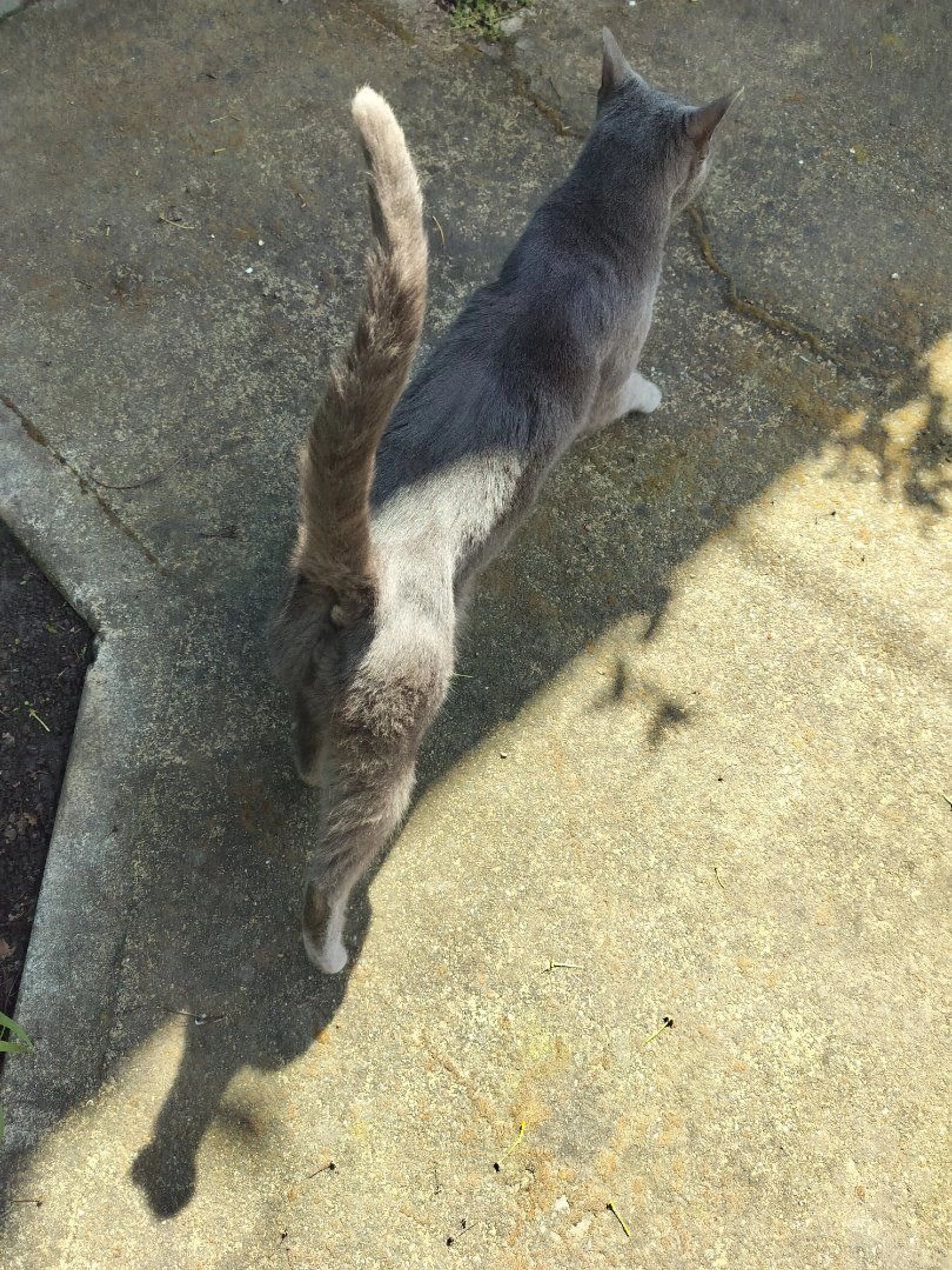 Lost pet-1