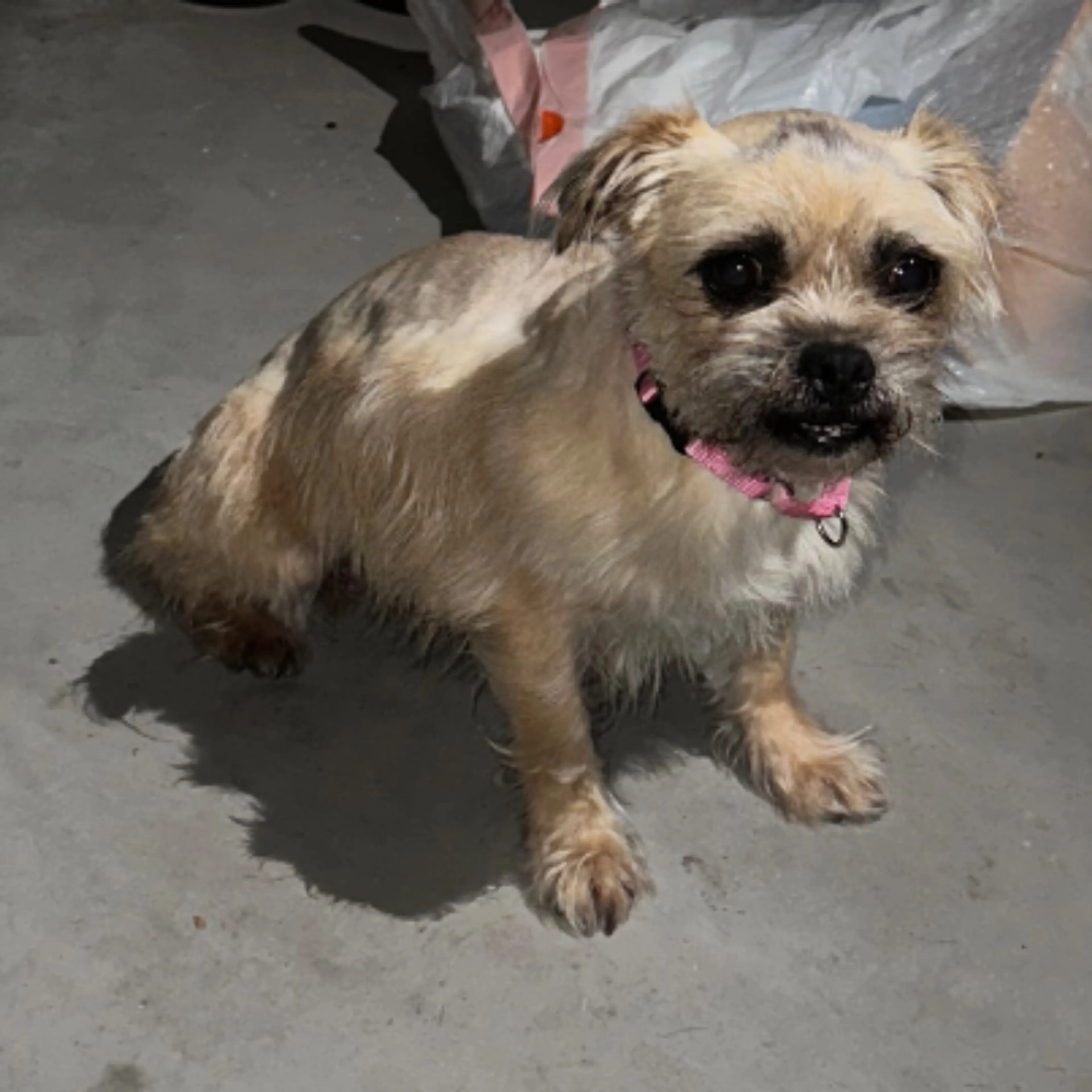 Found pet