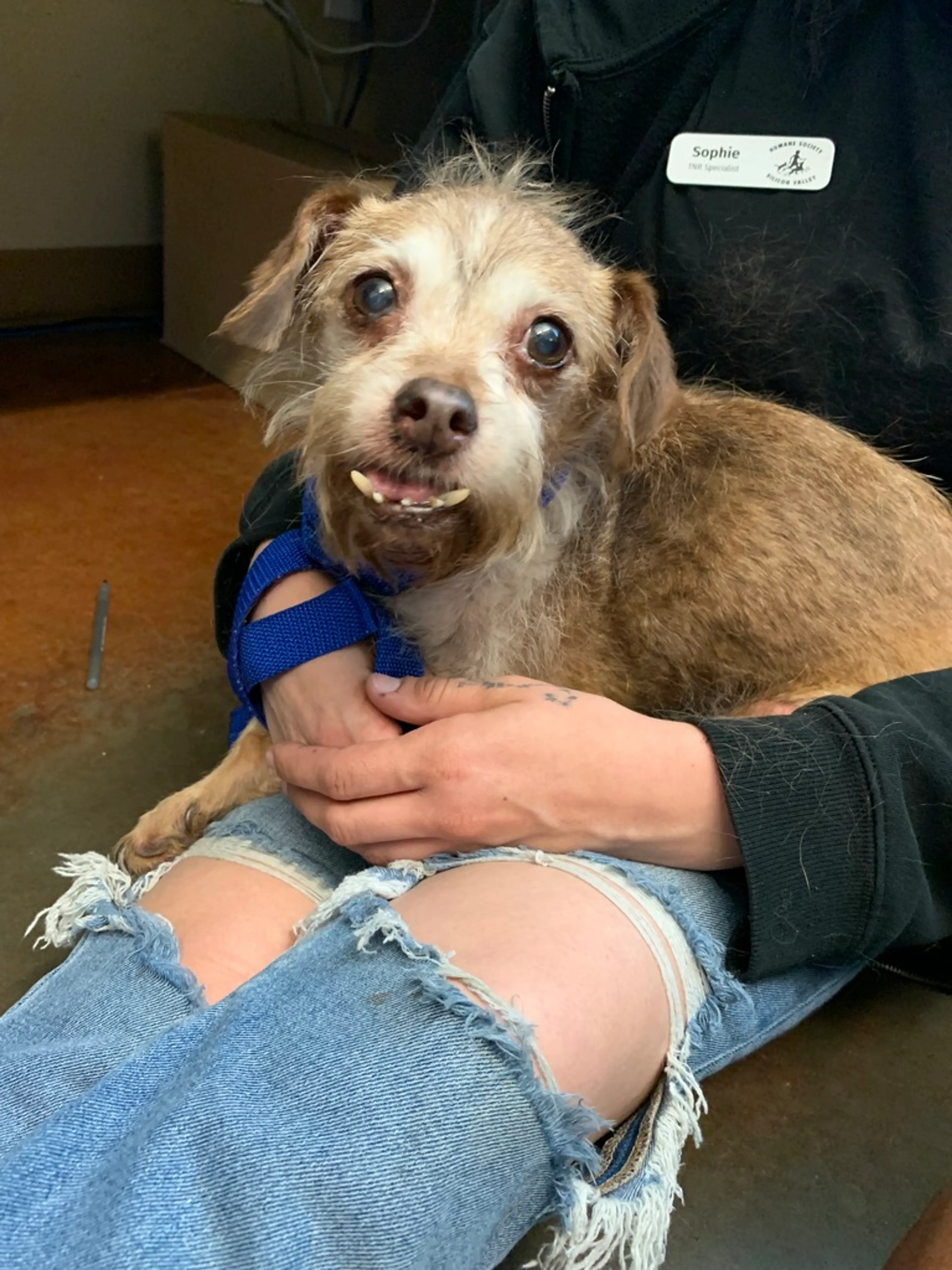 Found pet-2