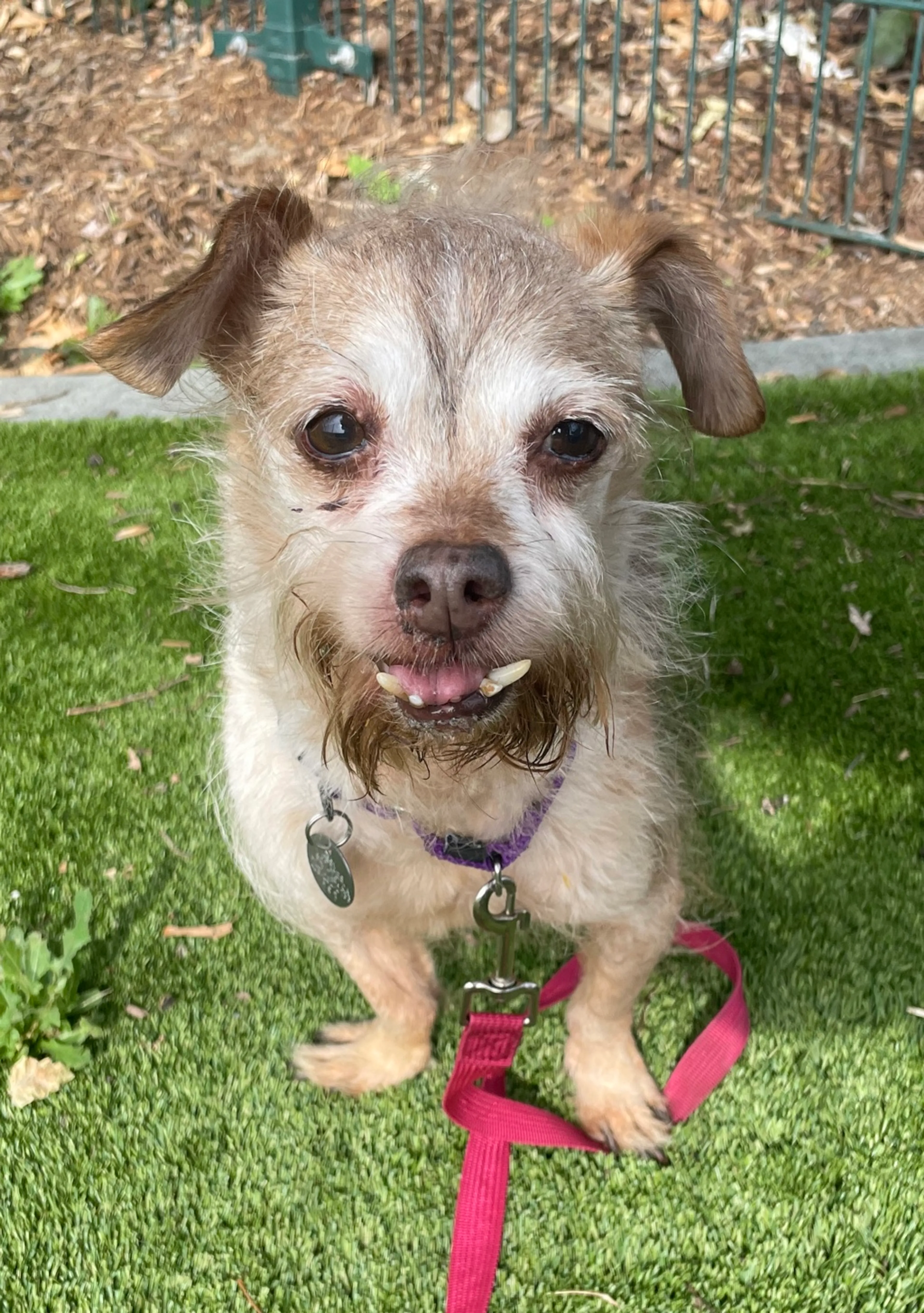 Found pet-1