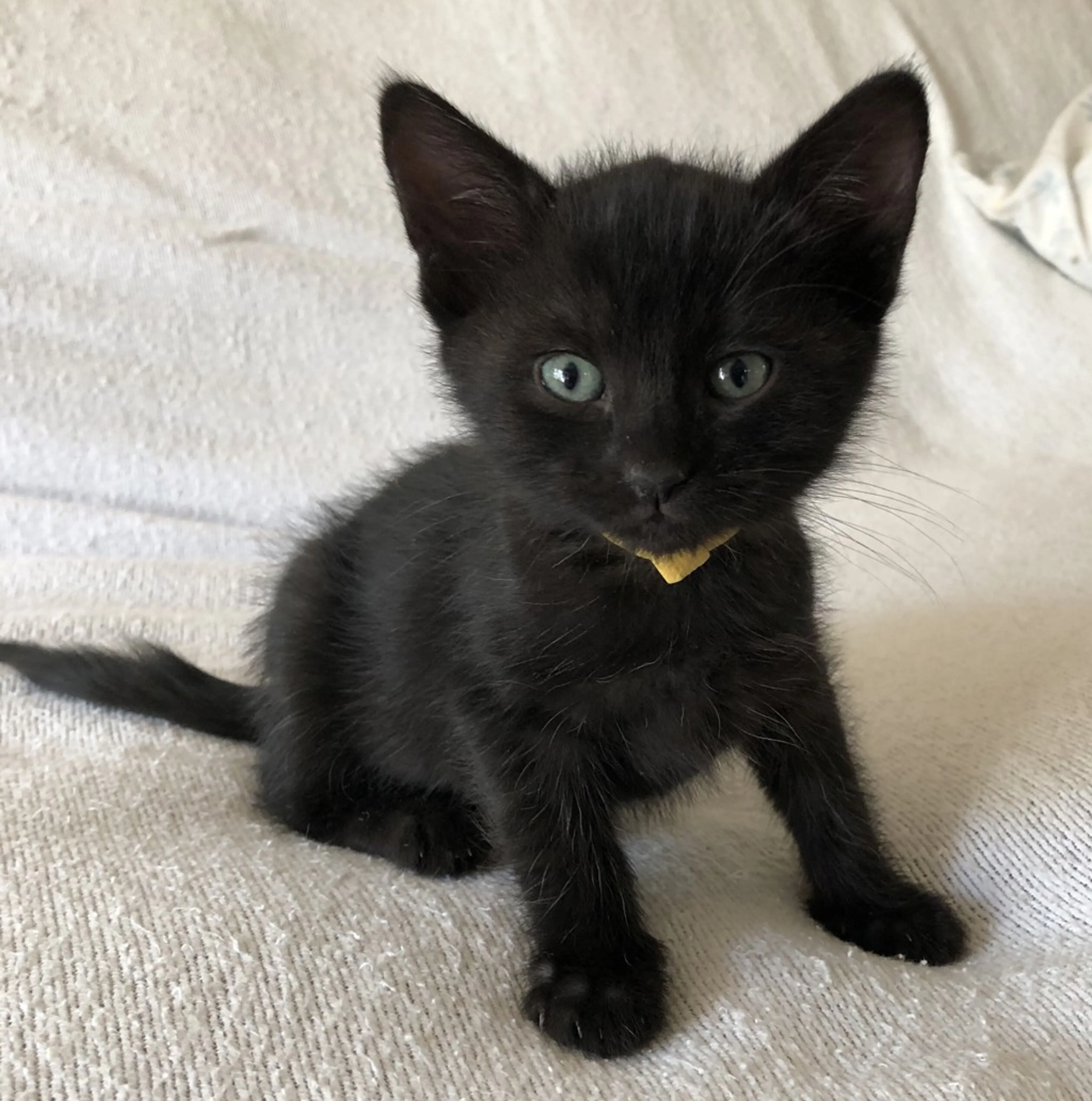 Found pet