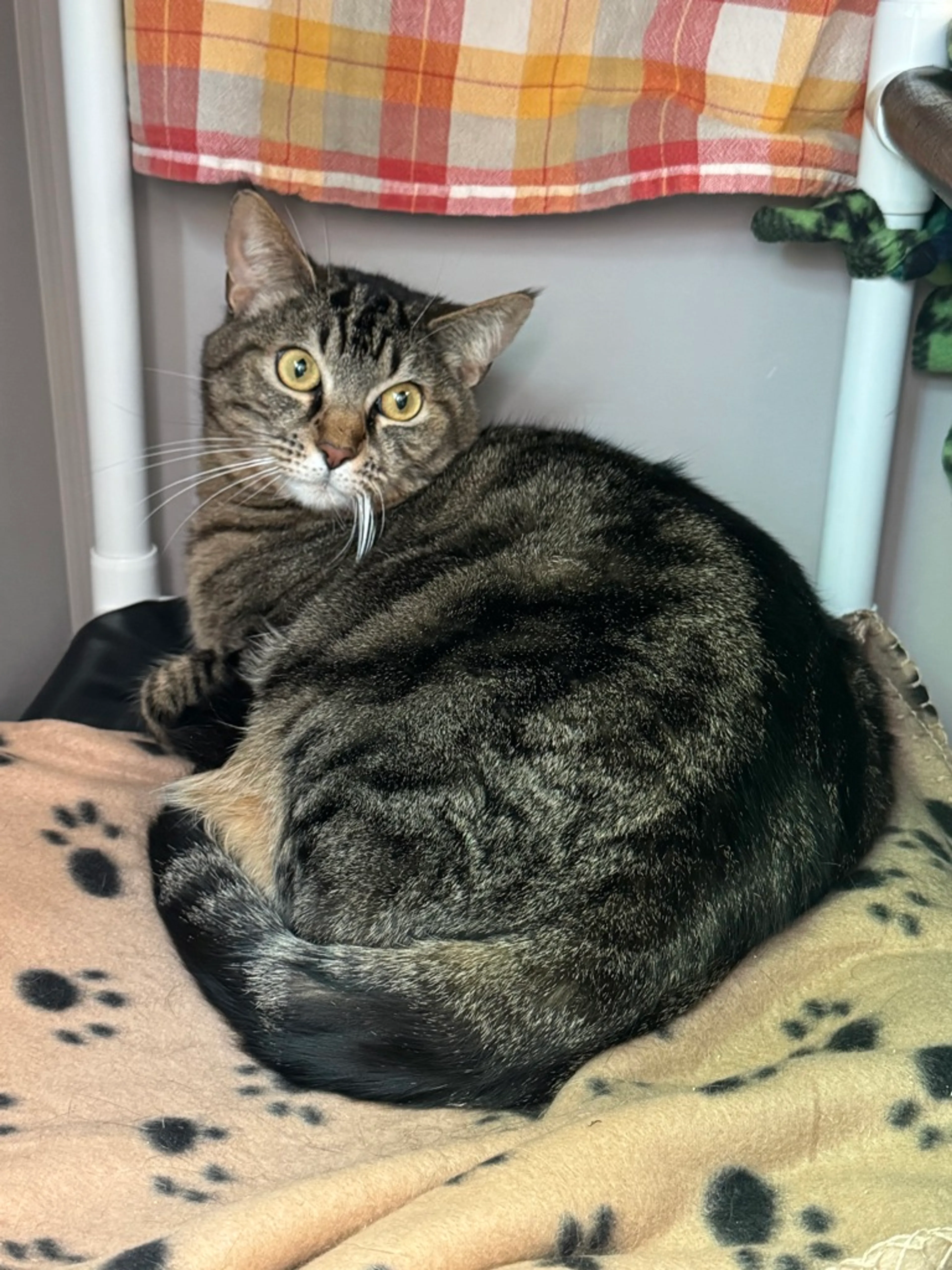 Found pet-3