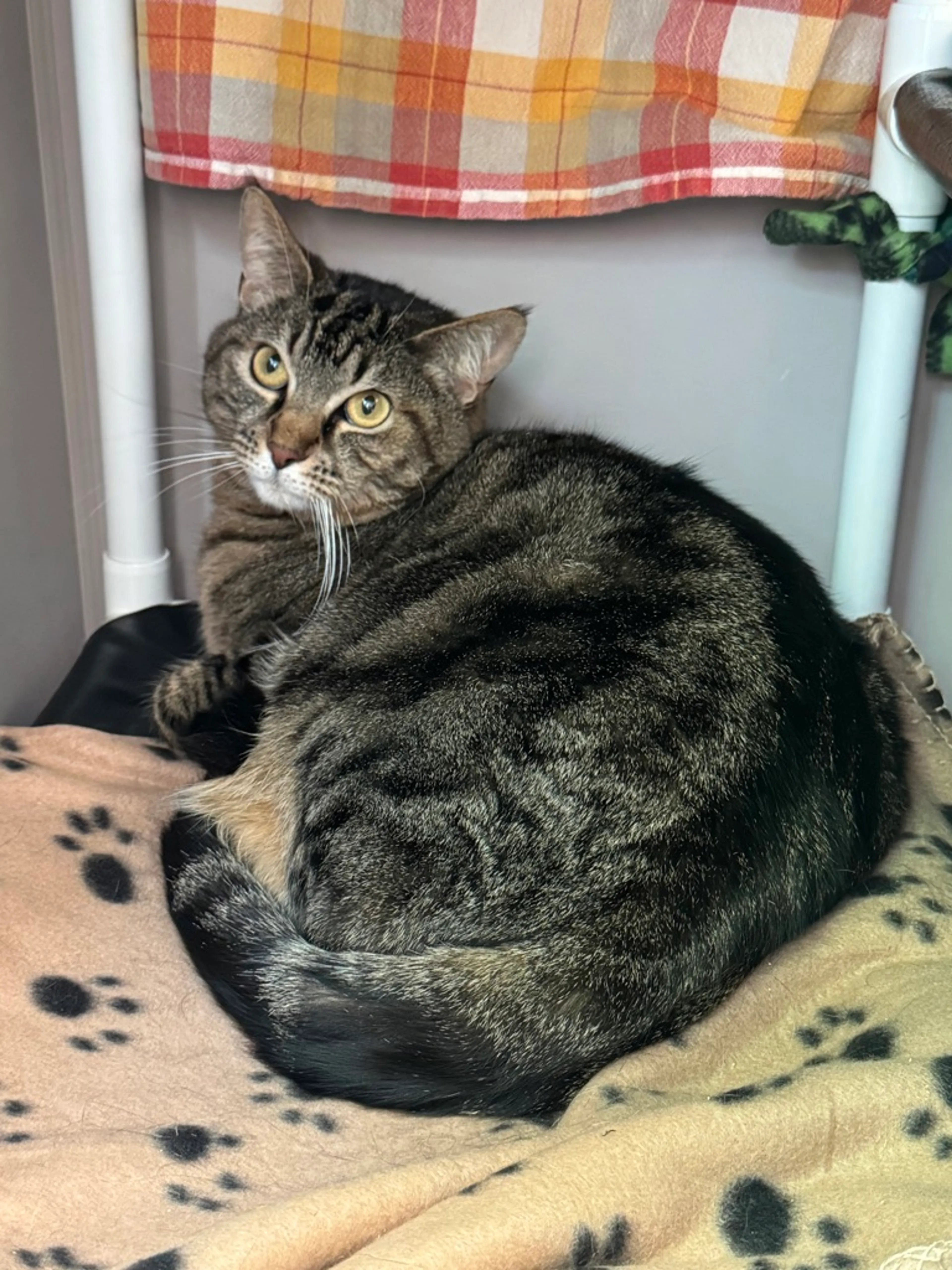 Found pet-2