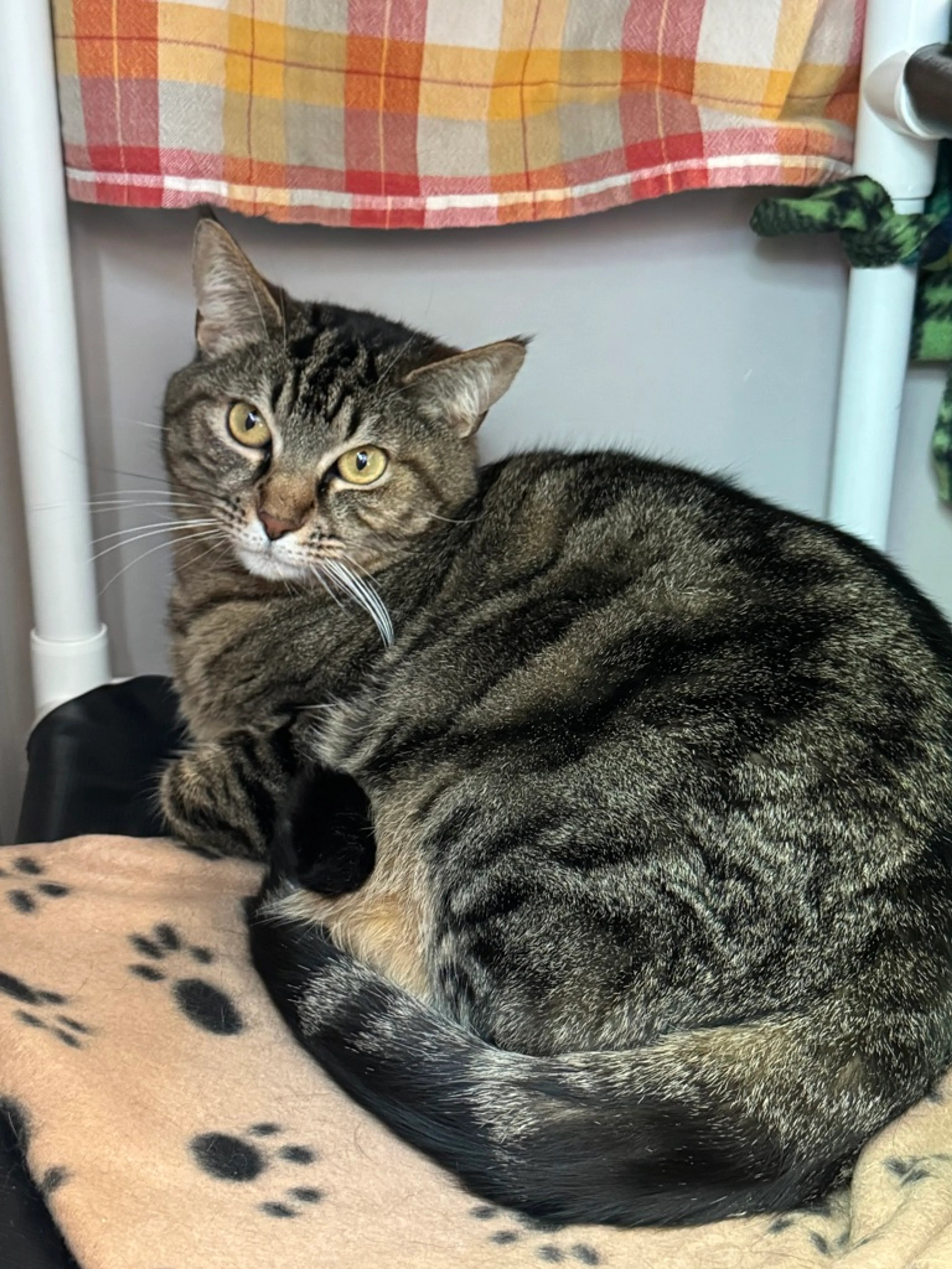 Found pet-4