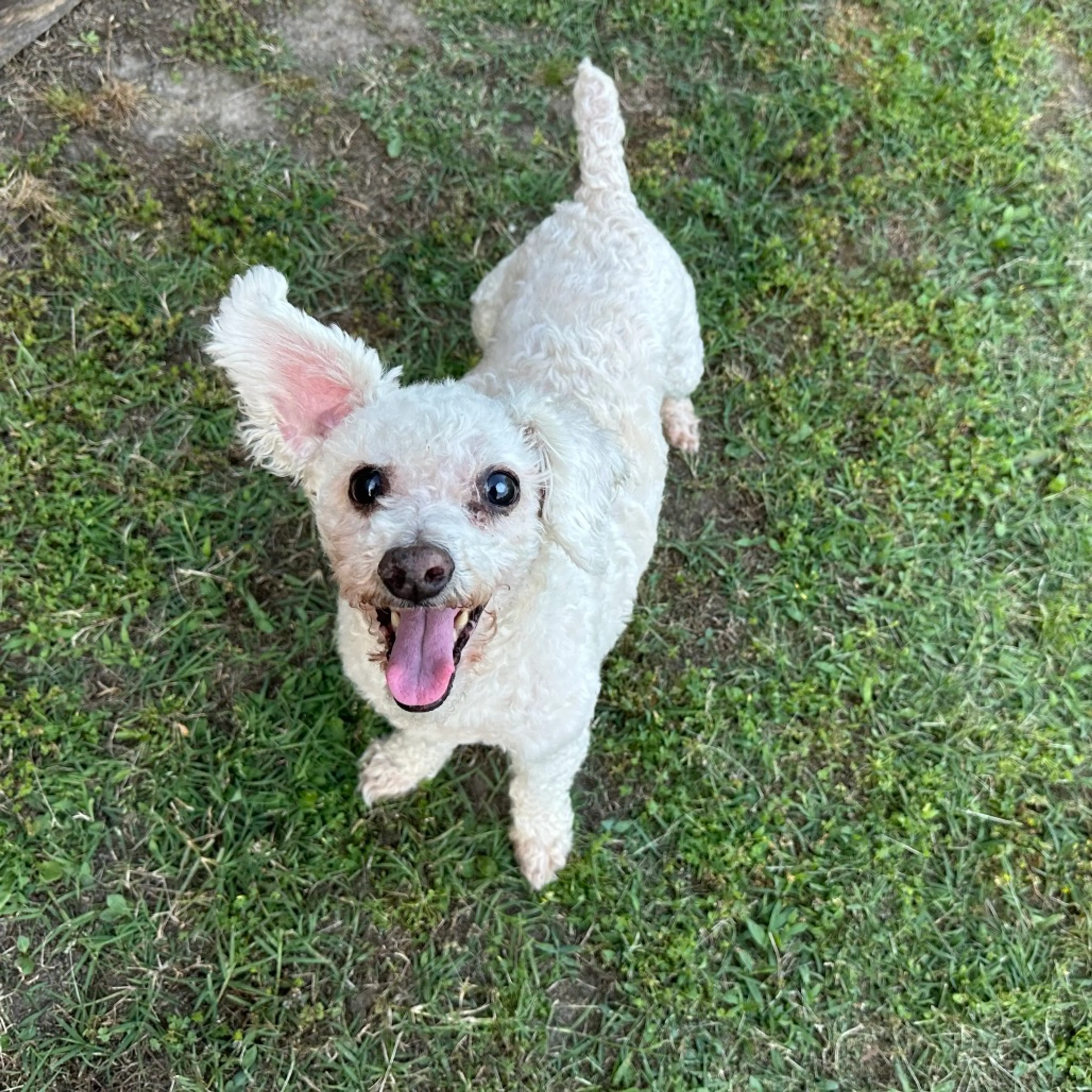 Found pet-6