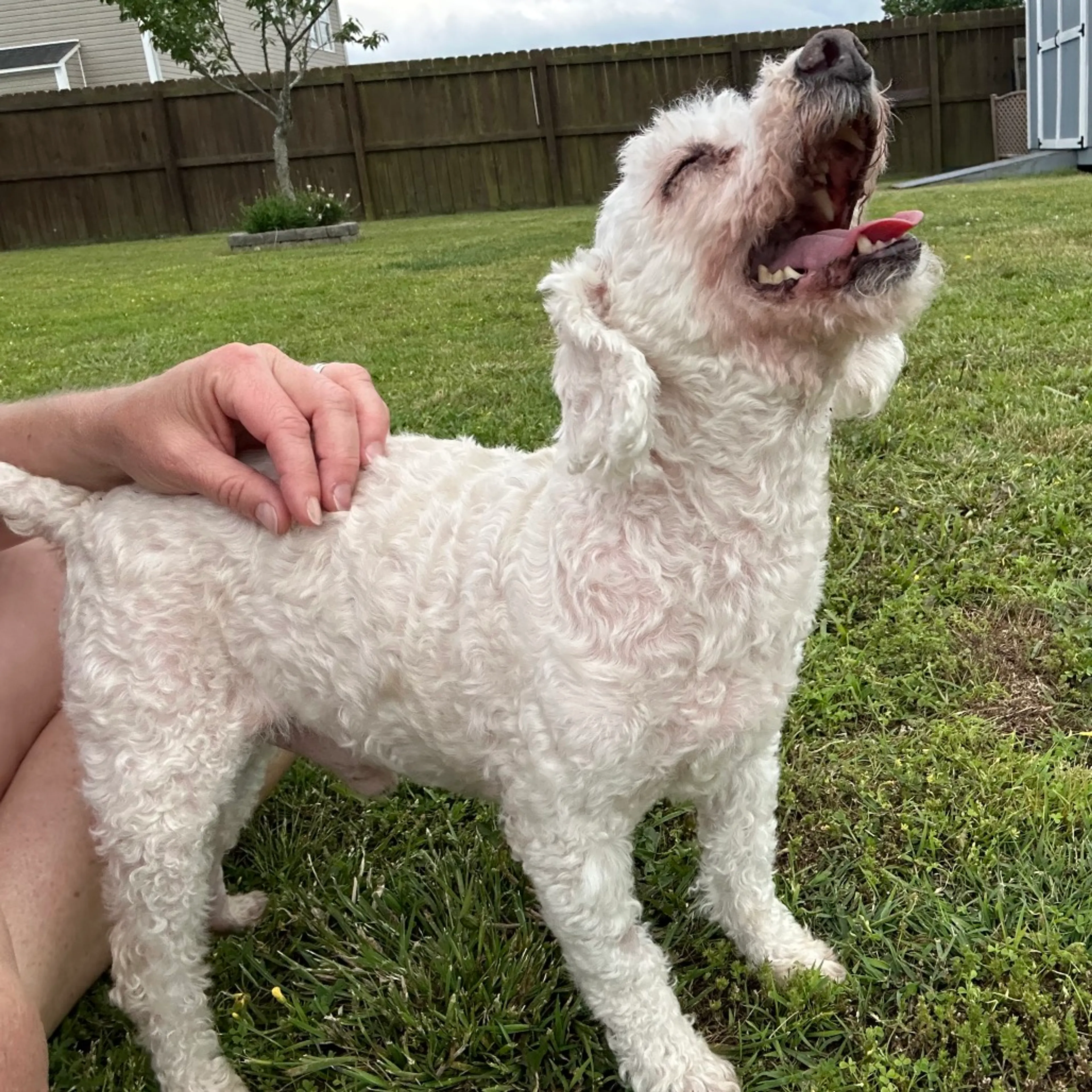 Found pet-2