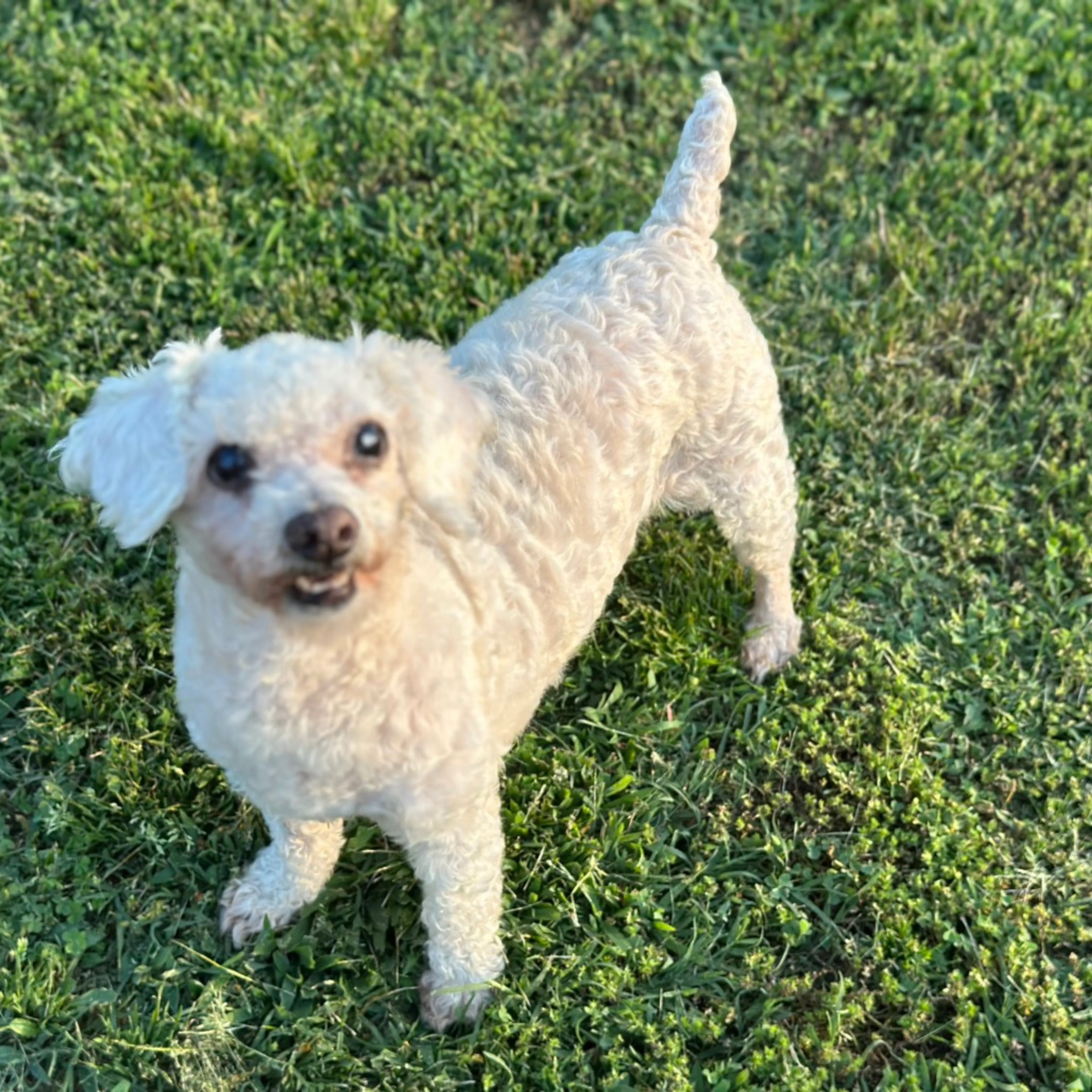 Found pet-5