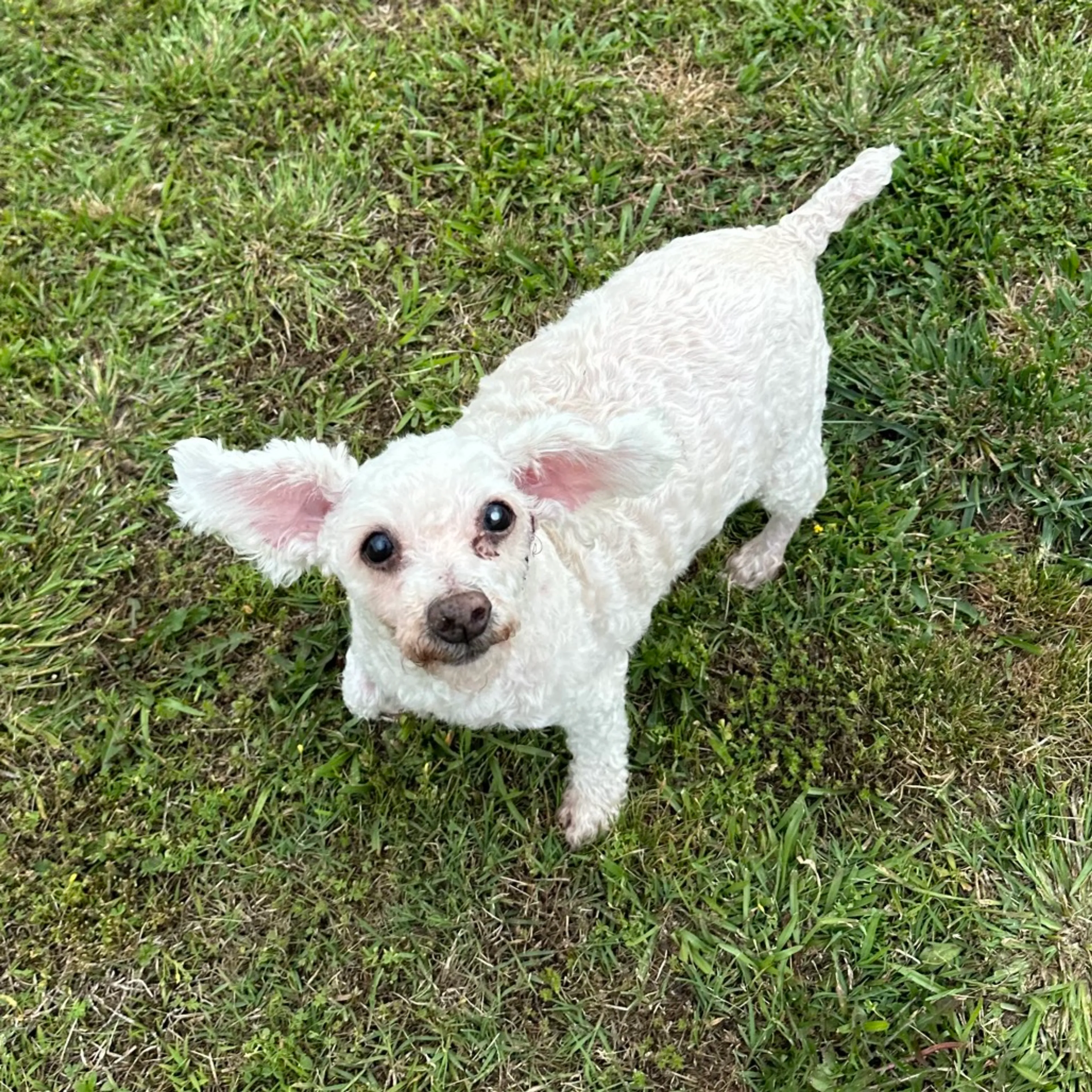 Found pet-4