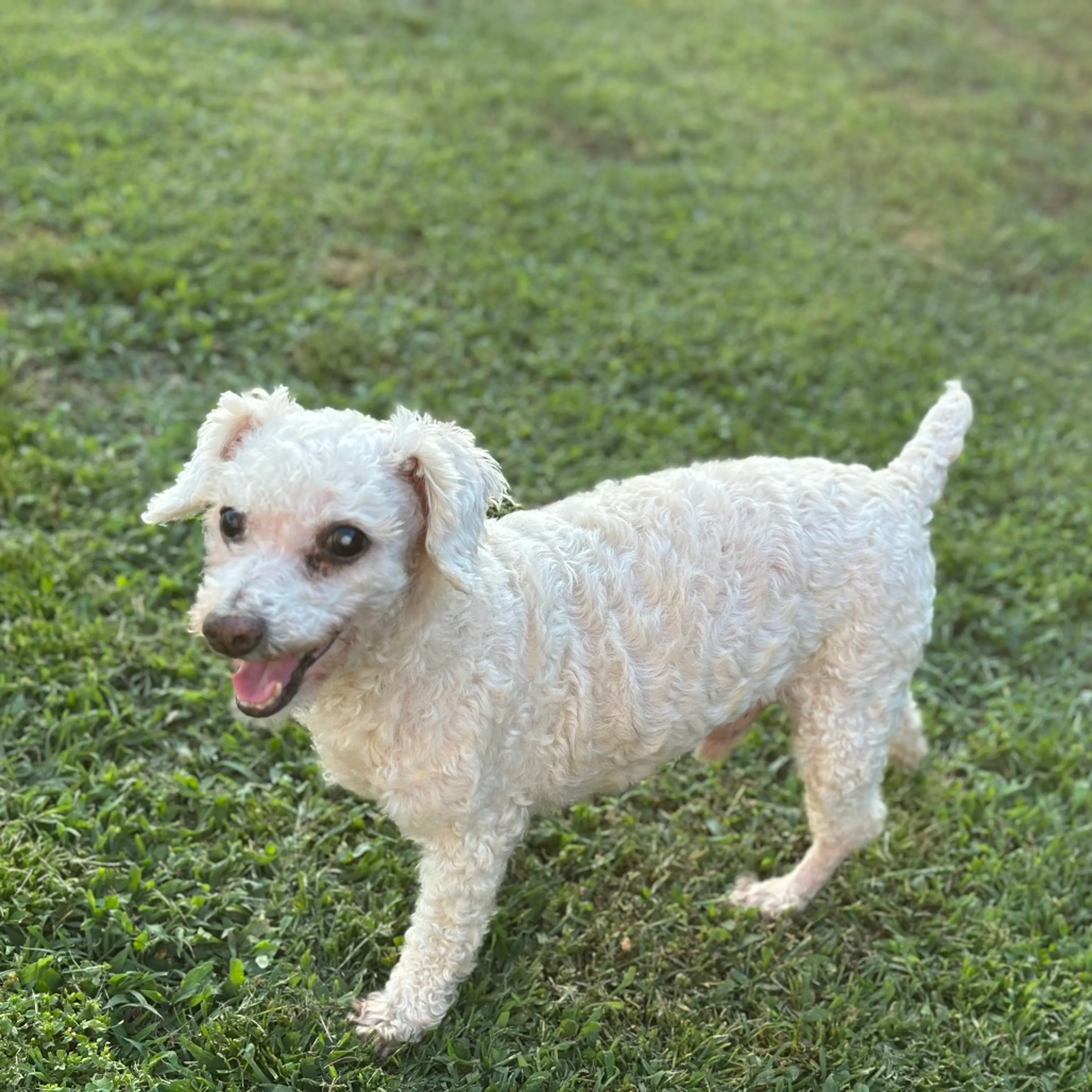Found pet-7