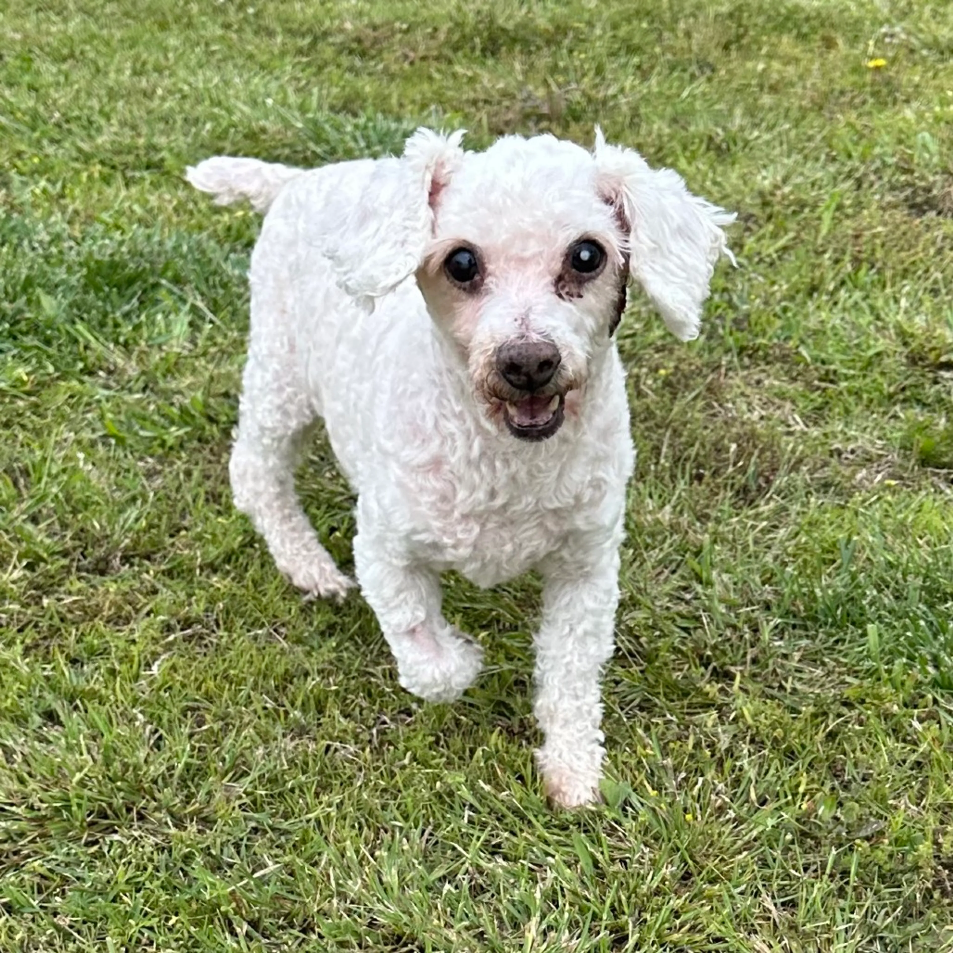 Found pet-3