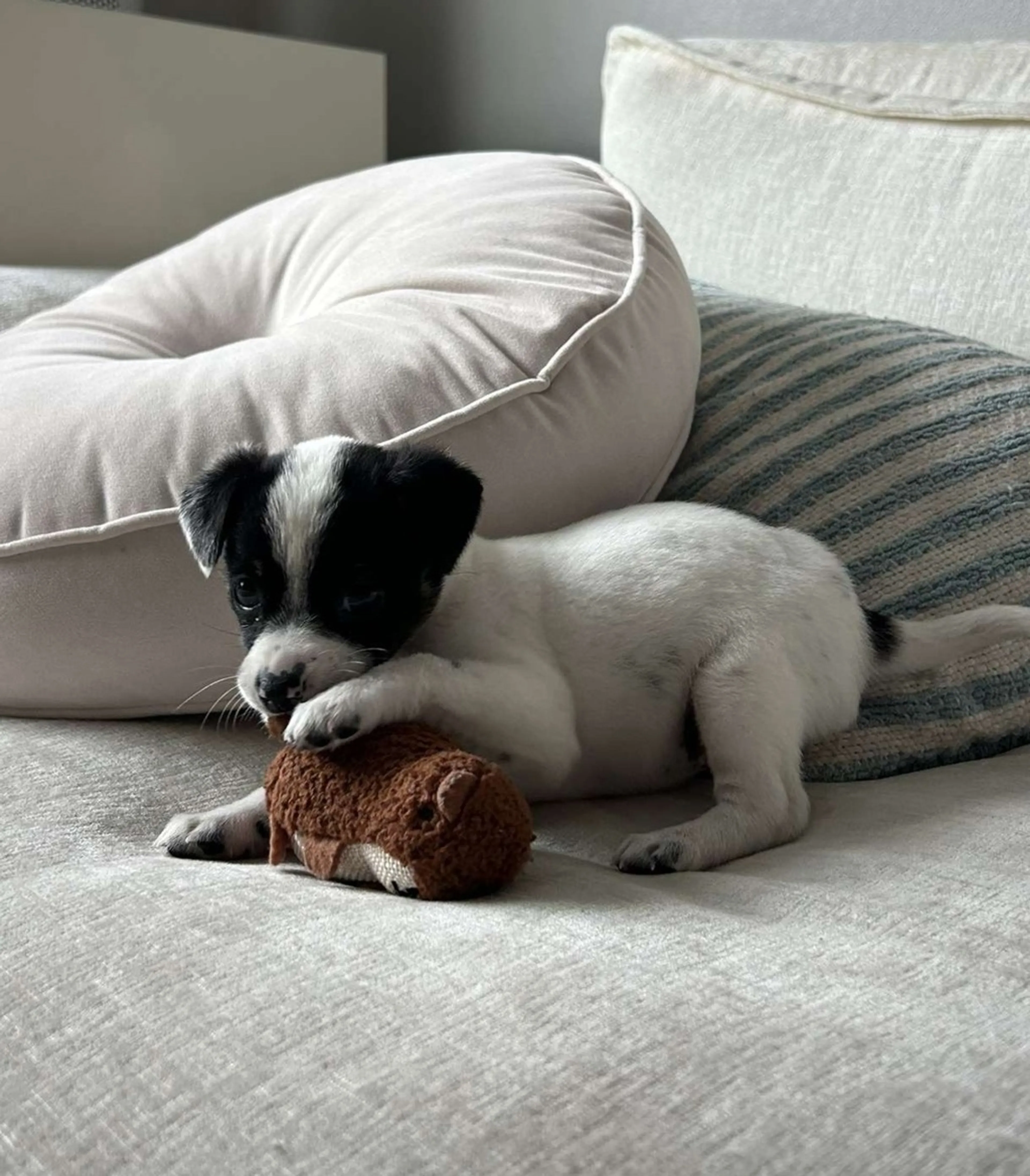 Found pet-4