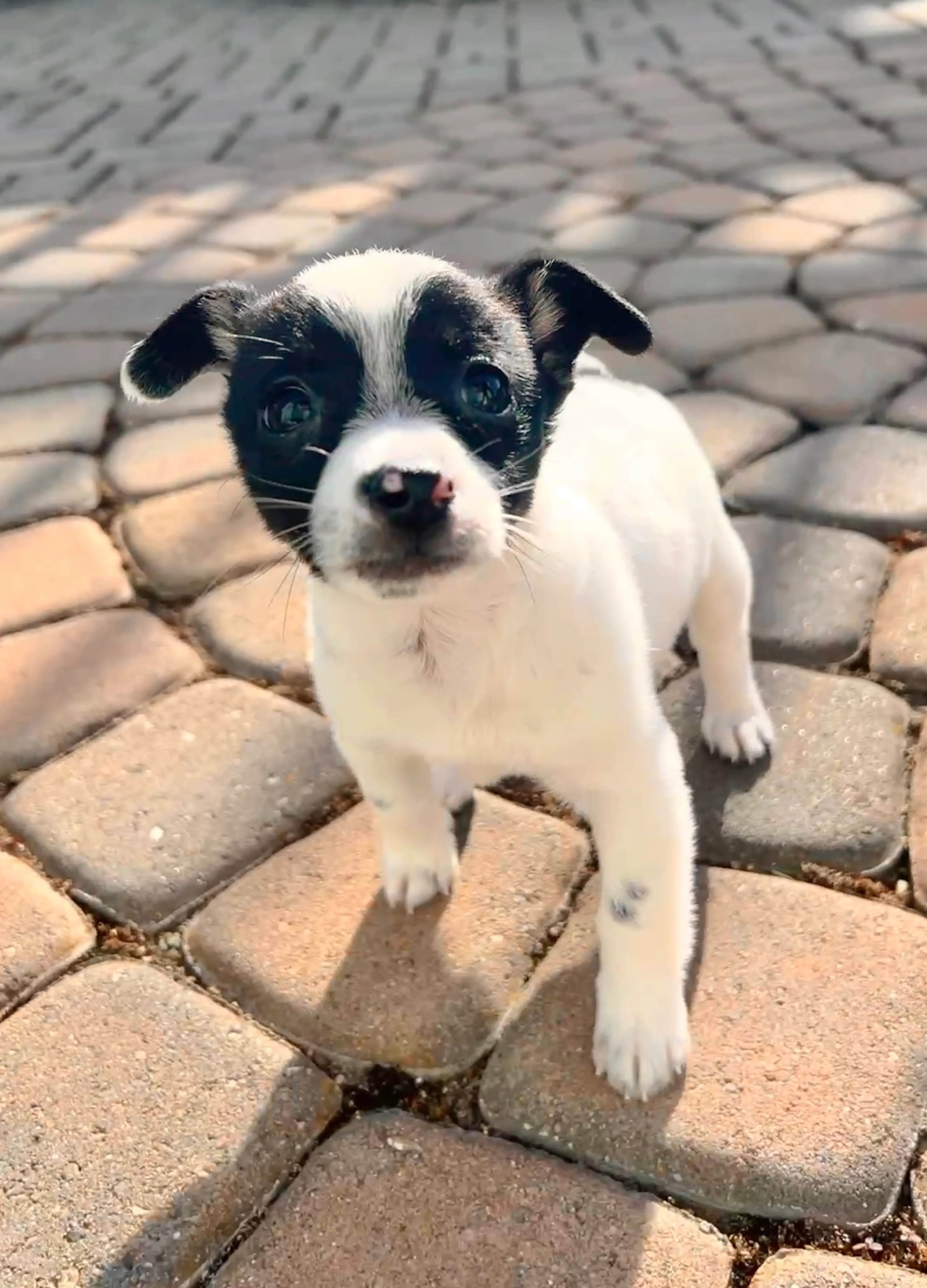 Found pet-1