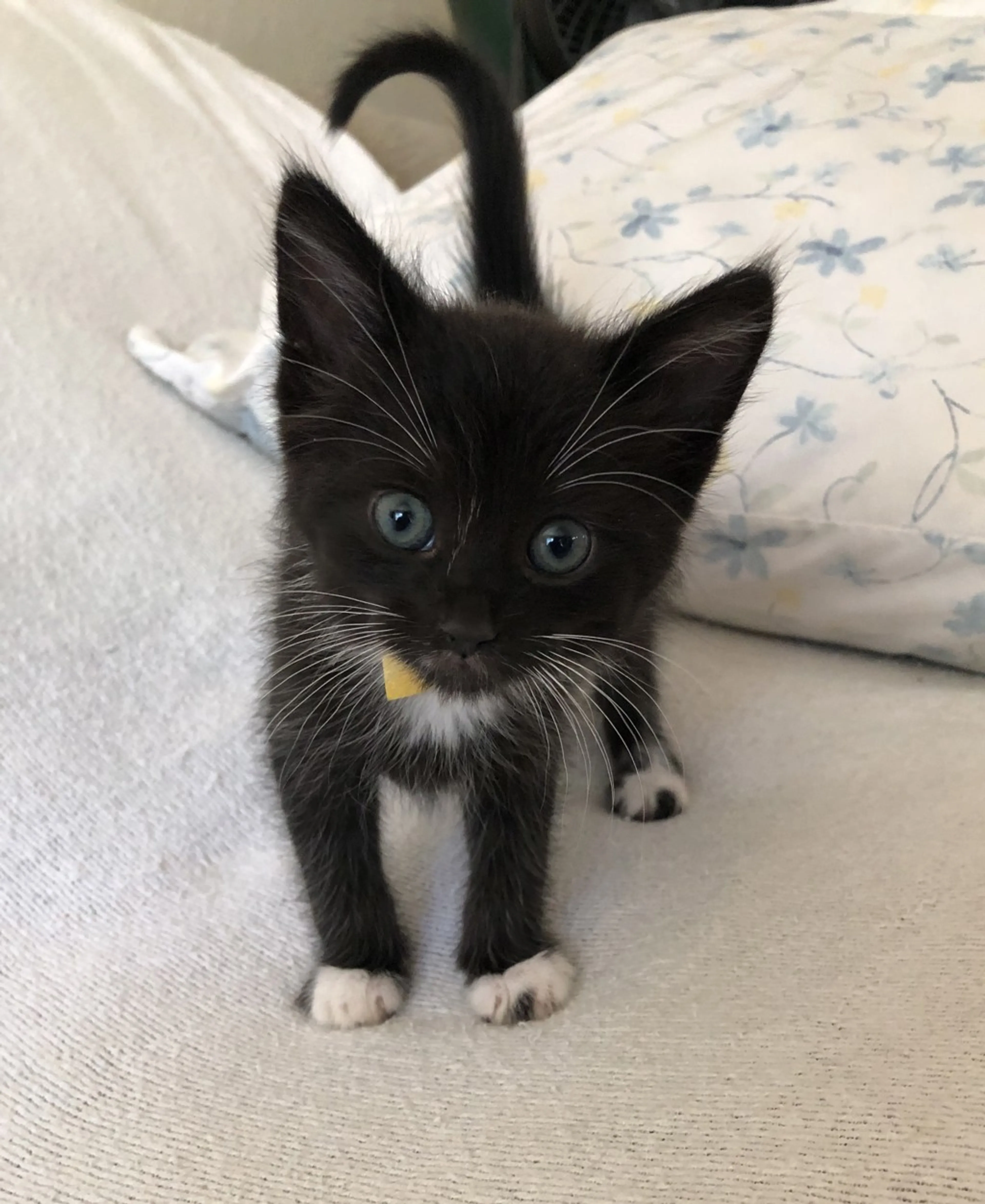 Found pet-1