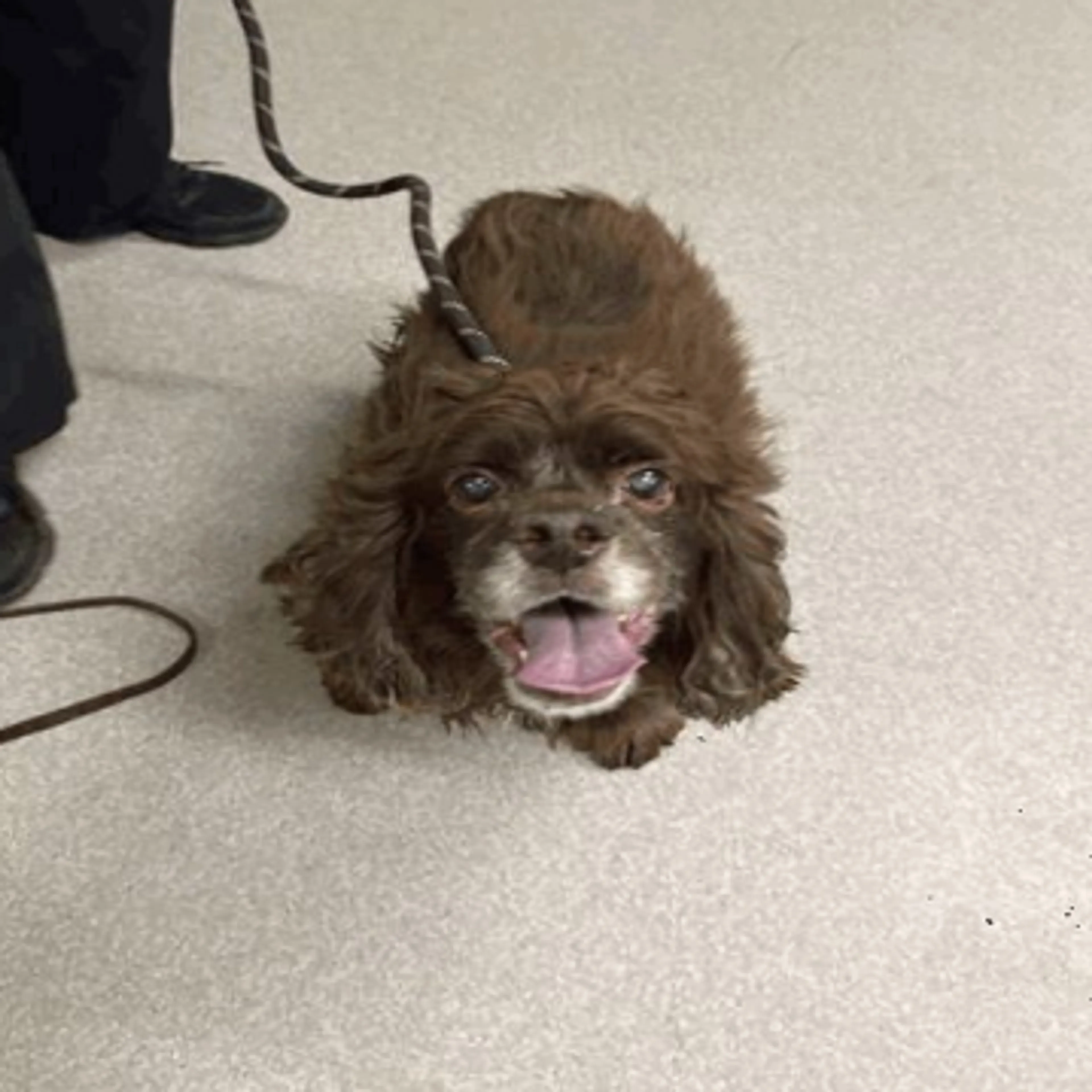 Found pet-2